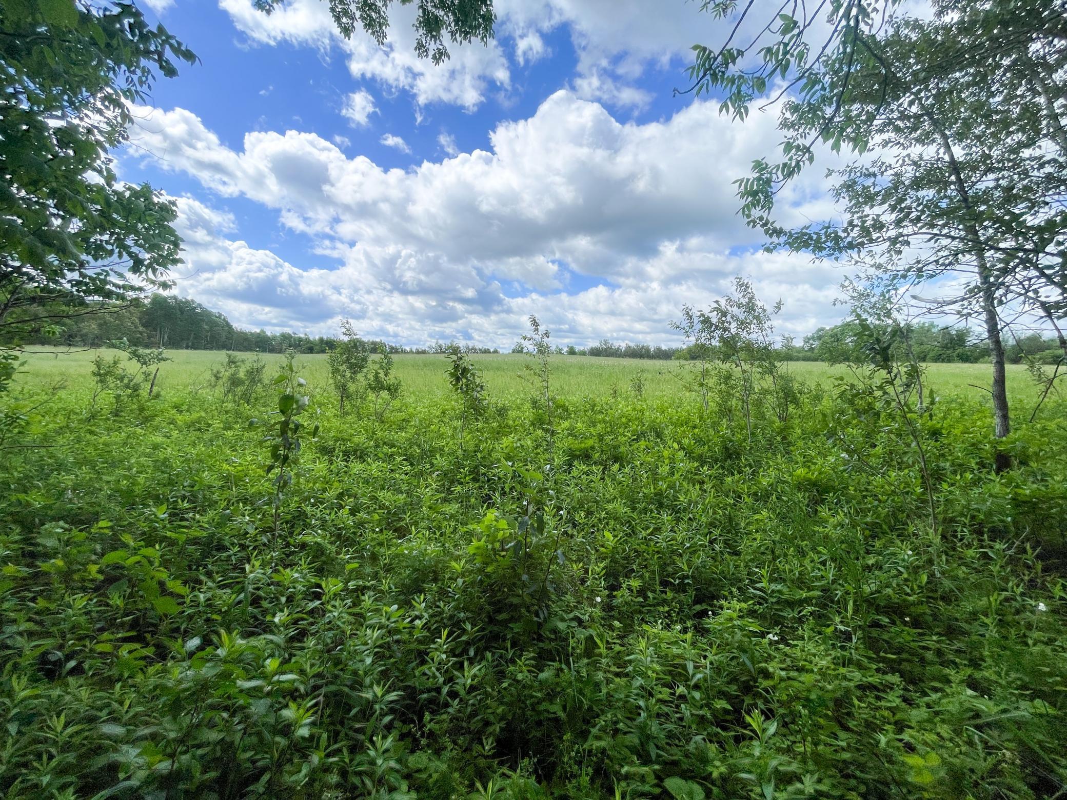 TBD2 Mud Lake Road, Bagley MN 56621 - Photo 36 of 46
