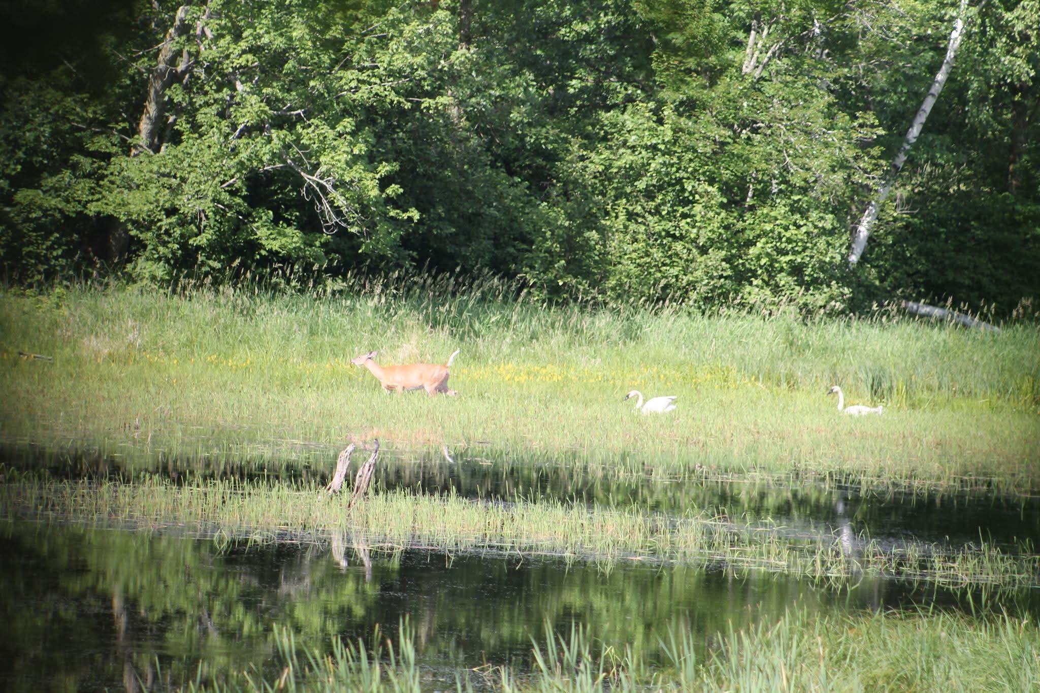 34437 County 18, Cushing MN 56443 - Photo 17 of 24