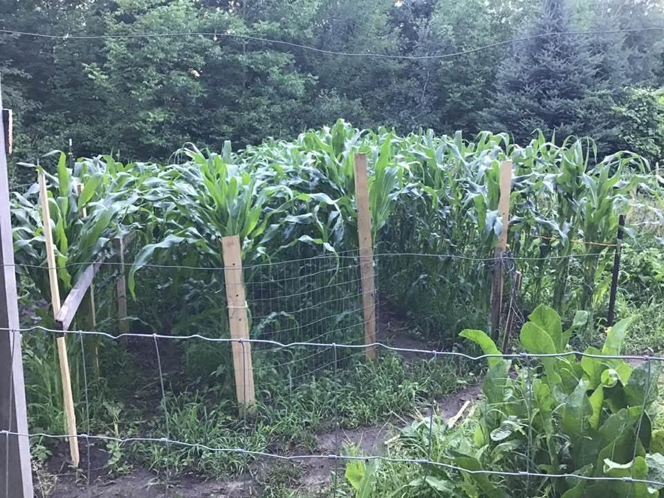 34437 County 18, Cushing MN 56443 - Photo 23 of 24