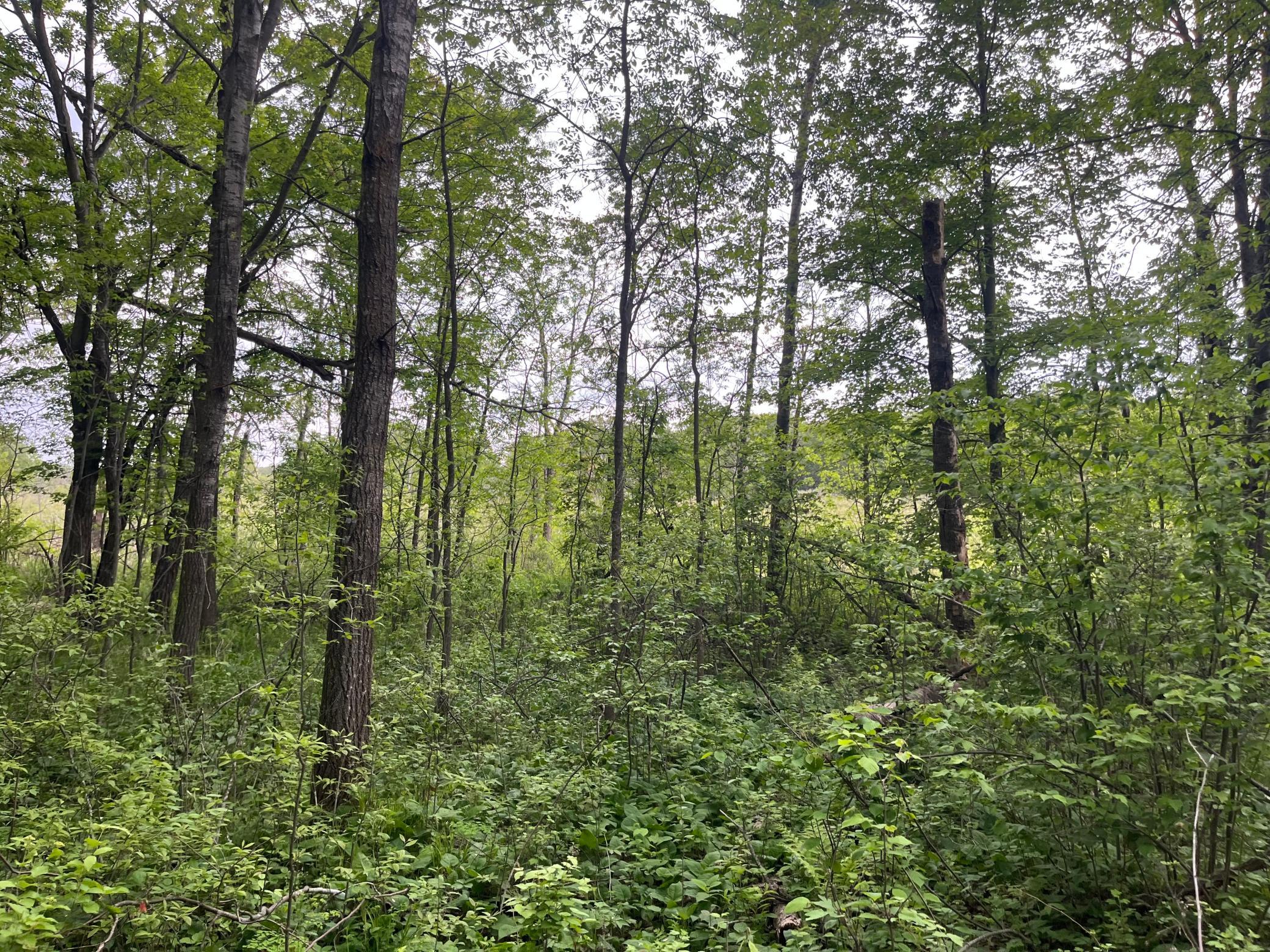 2026 single family home for sale at TBD Crust Road in Brainerd, MN — 3 bed, 2 bath (photo 3 of 61)