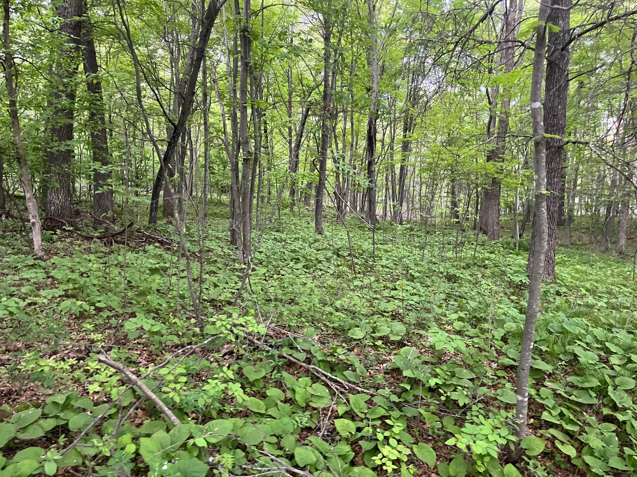2026 single family home for sale at TBD Crust Road in Brainerd, MN — 3 bed, 2 bath (photo 21 of 61)