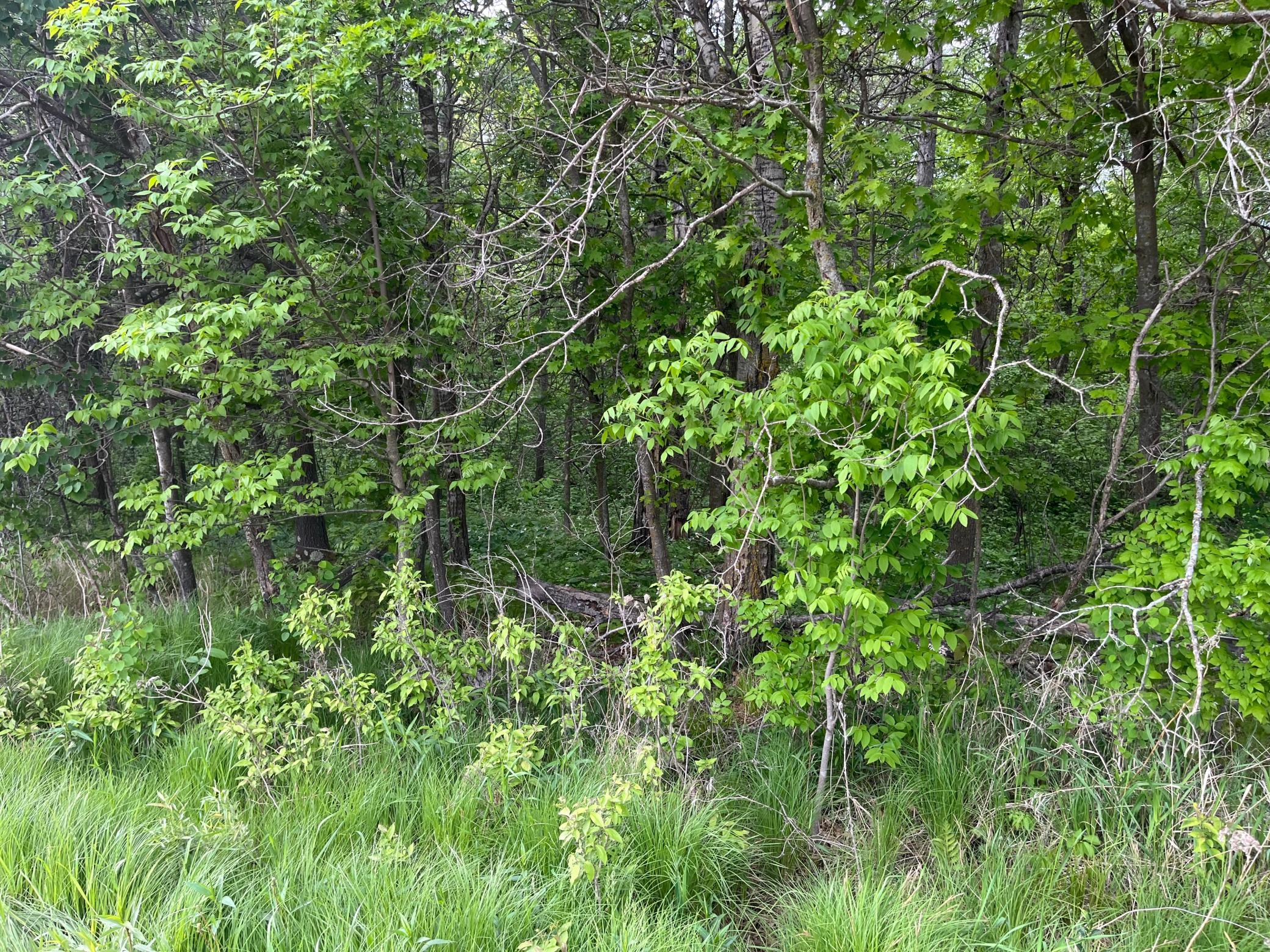 2026 single family home for sale at TBD Crust Road in Brainerd, MN — 3 bed, 2 bath (photo 26 of 61)