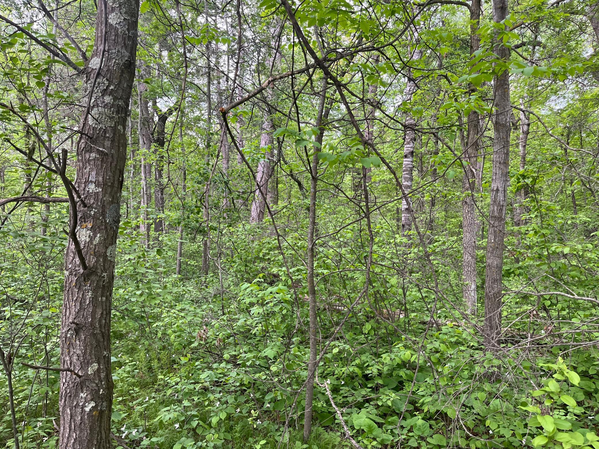 2026 single family home for sale at TBD Crust Road in Brainerd, MN — 3 bed, 2 bath (photo 27 of 61)