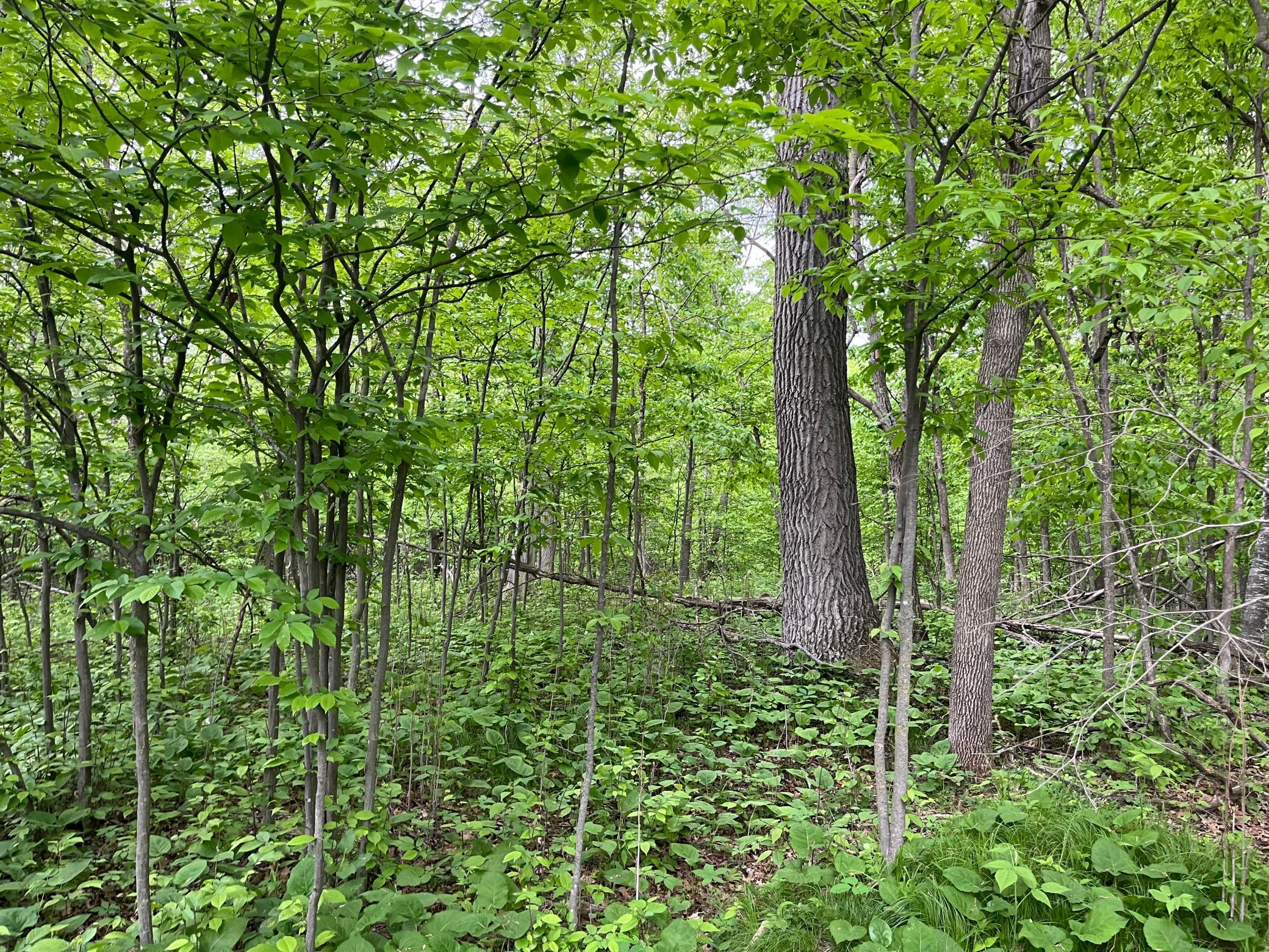 2026 single family home for sale at TBD Crust Road in Brainerd, MN — 3 bed, 2 bath (photo 30 of 61)