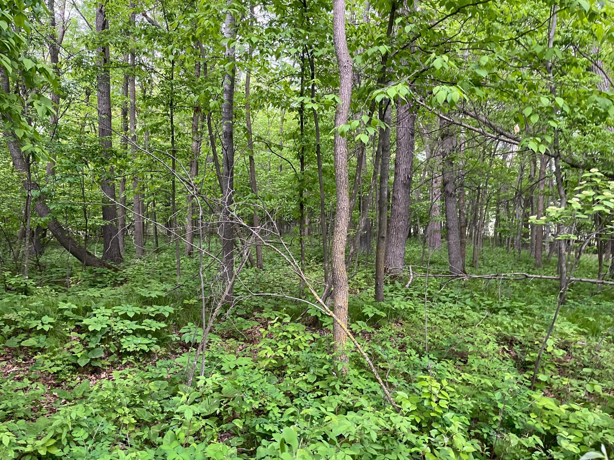 2026 single family home for sale at TBD Crust Road in Brainerd, MN — 3 bed, 2 bath (photo 31 of 61)