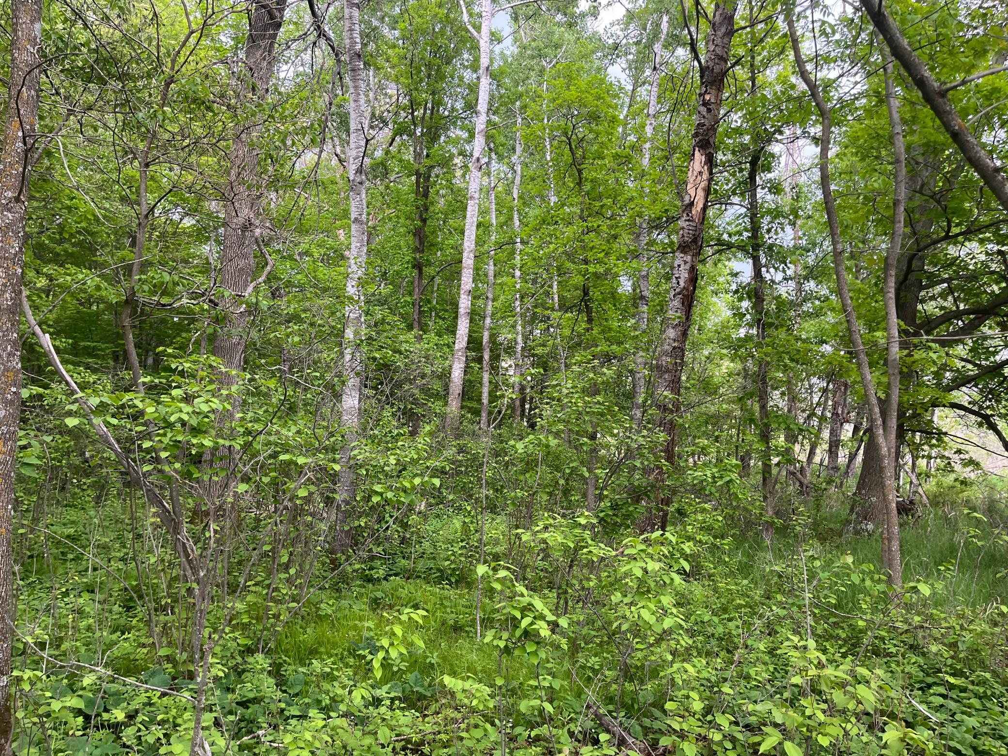 2026 single family home for sale at TBD Crust Road in Brainerd, MN — 3 bed, 2 bath (photo 32 of 61)