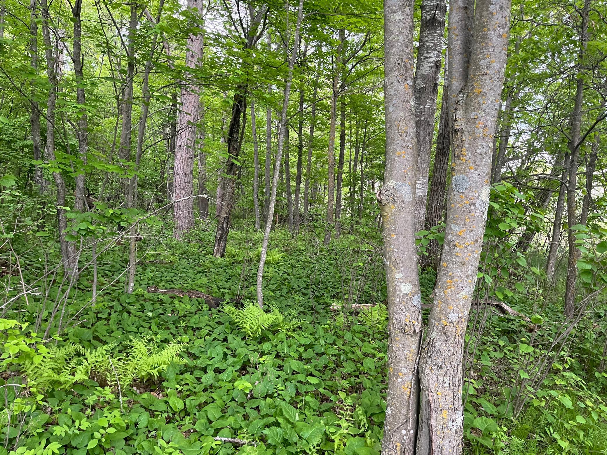 2026 single family home for sale at TBD Crust Road in Brainerd, MN — 3 bed, 2 bath (photo 36 of 61)