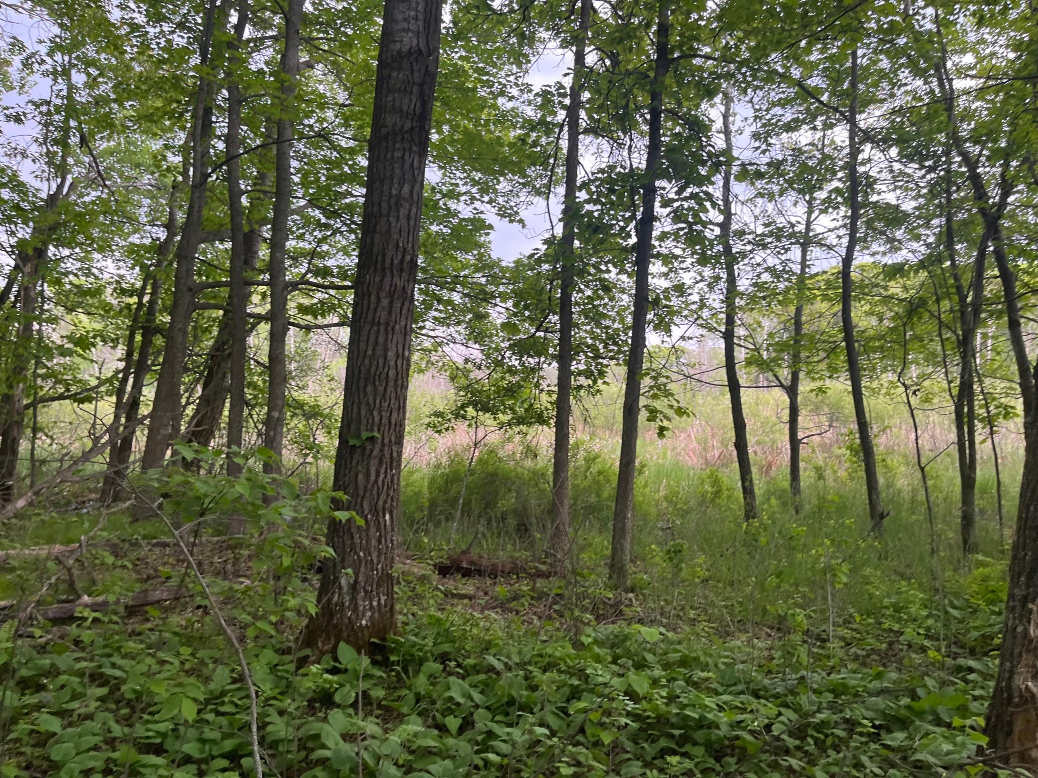 2026 single family home for sale at TBD Crust Road in Brainerd, MN — 3 bed, 2 bath (photo 37 of 61)
