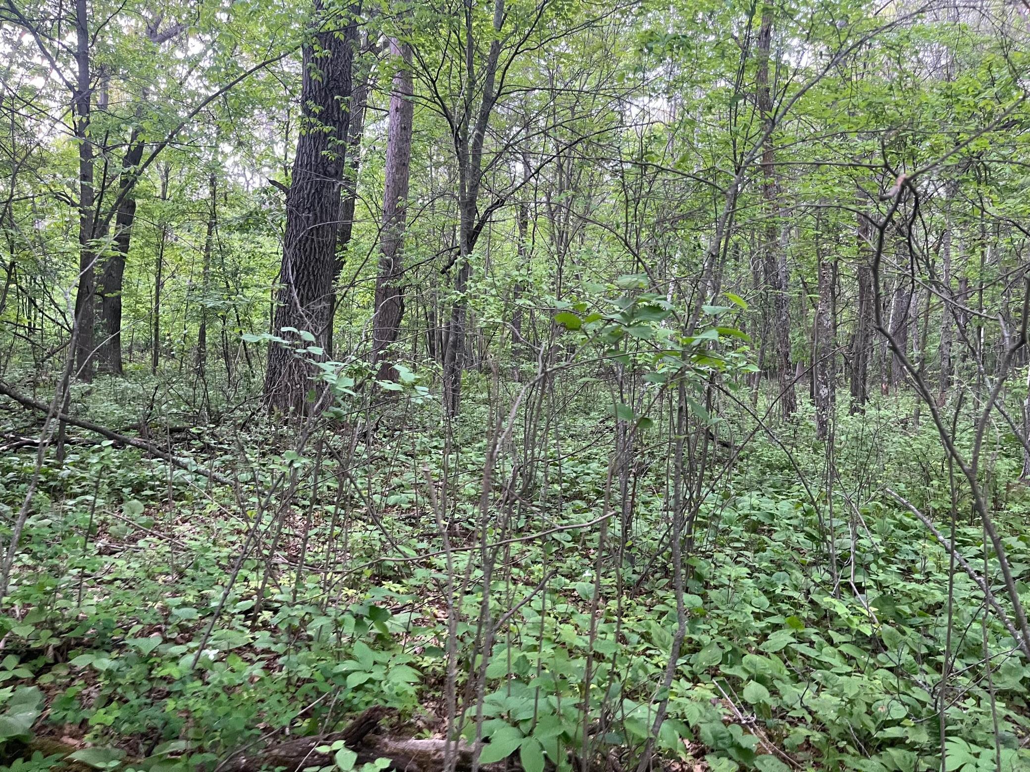2026 single family home for sale at TBD Crust Road in Brainerd, MN — 3 bed, 2 bath (photo 39 of 61)