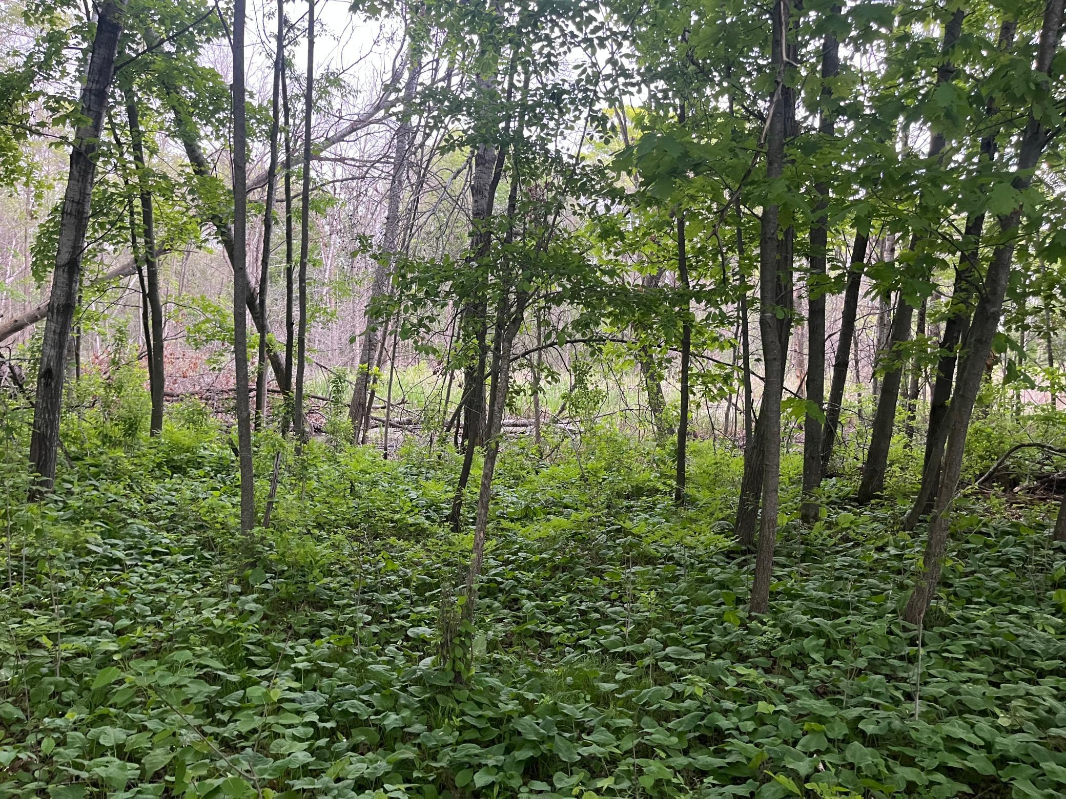 2026 single family home for sale at TBD Crust Road in Brainerd, MN — 3 bed, 2 bath (photo 47 of 61)