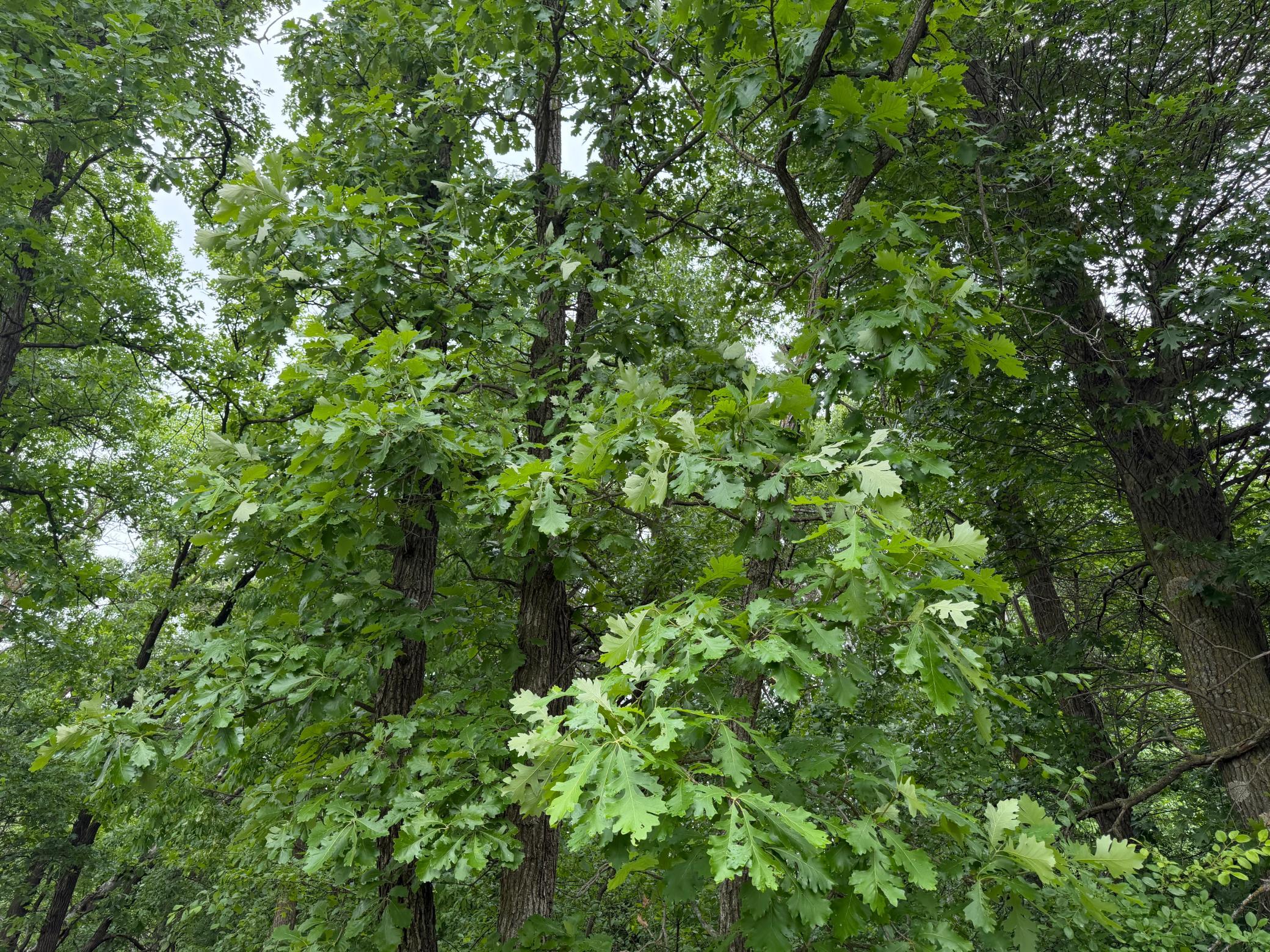 TBD 130th Street, Burtrum MN 56318 - Photo 25 of 62
