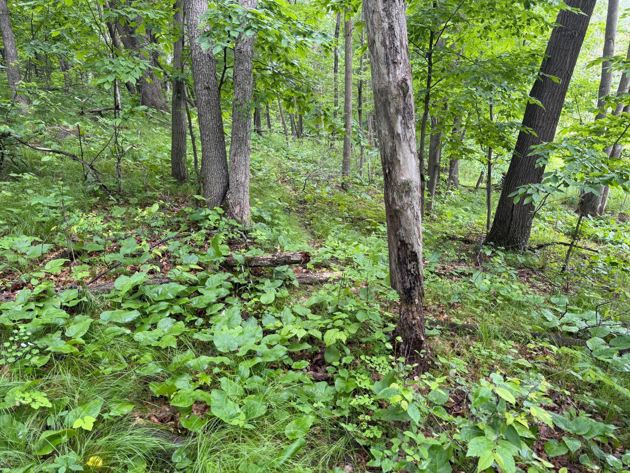 TBD 130th Street, Burtrum MN 56318 - Photo 39 of 62