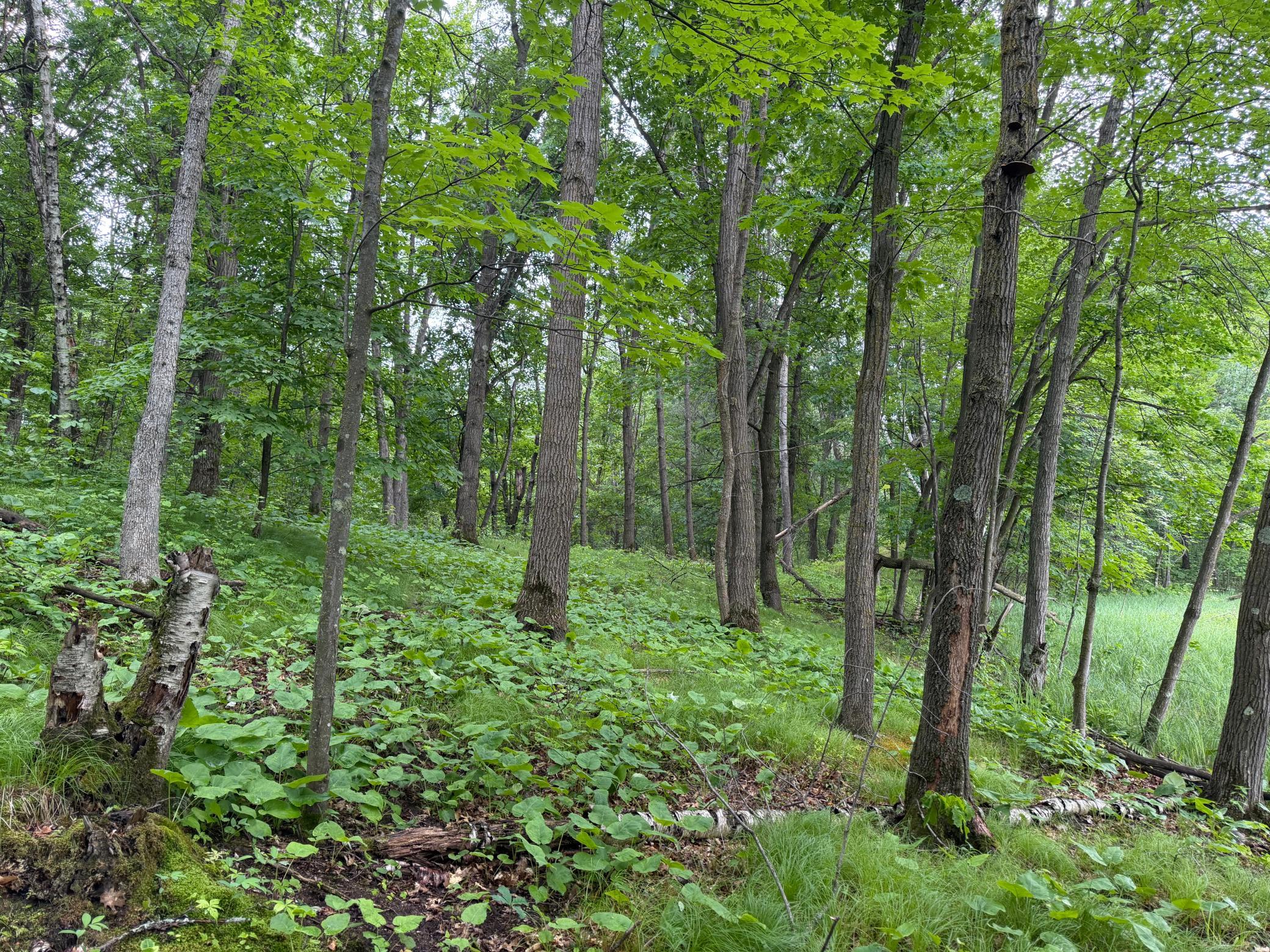TBD 130th Street, Burtrum MN 56318 - Photo 41 of 62