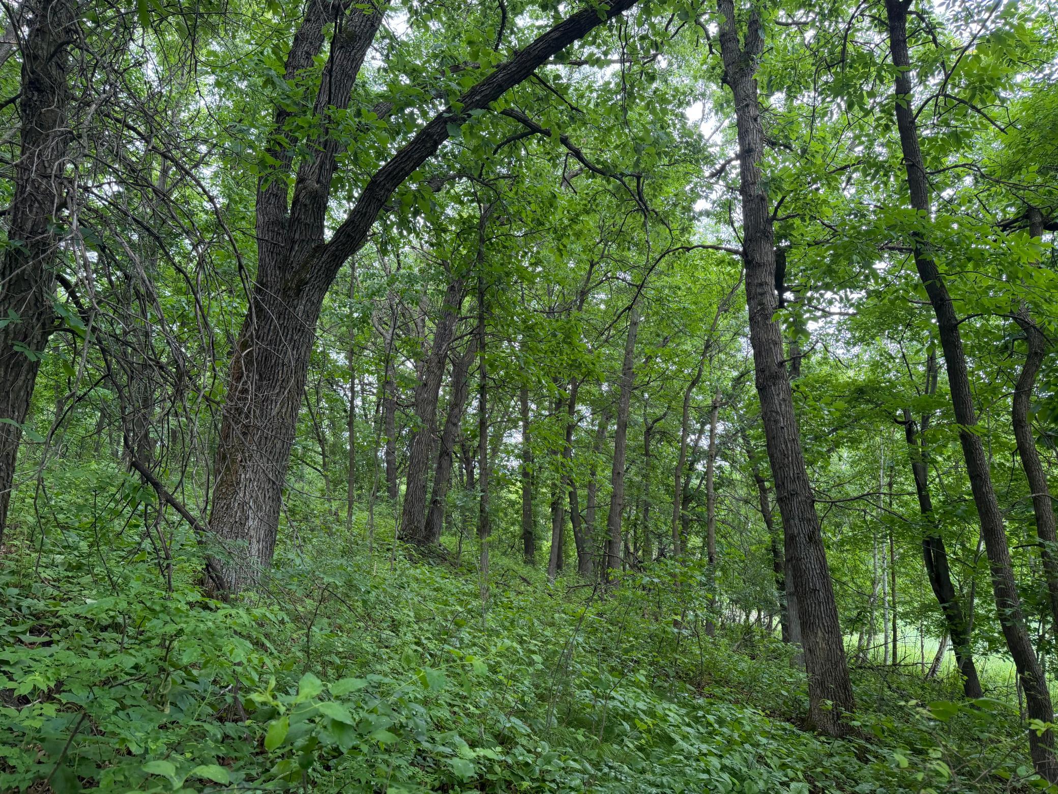 TBD 130th Street, Burtrum MN 56318 - Photo 48 of 62