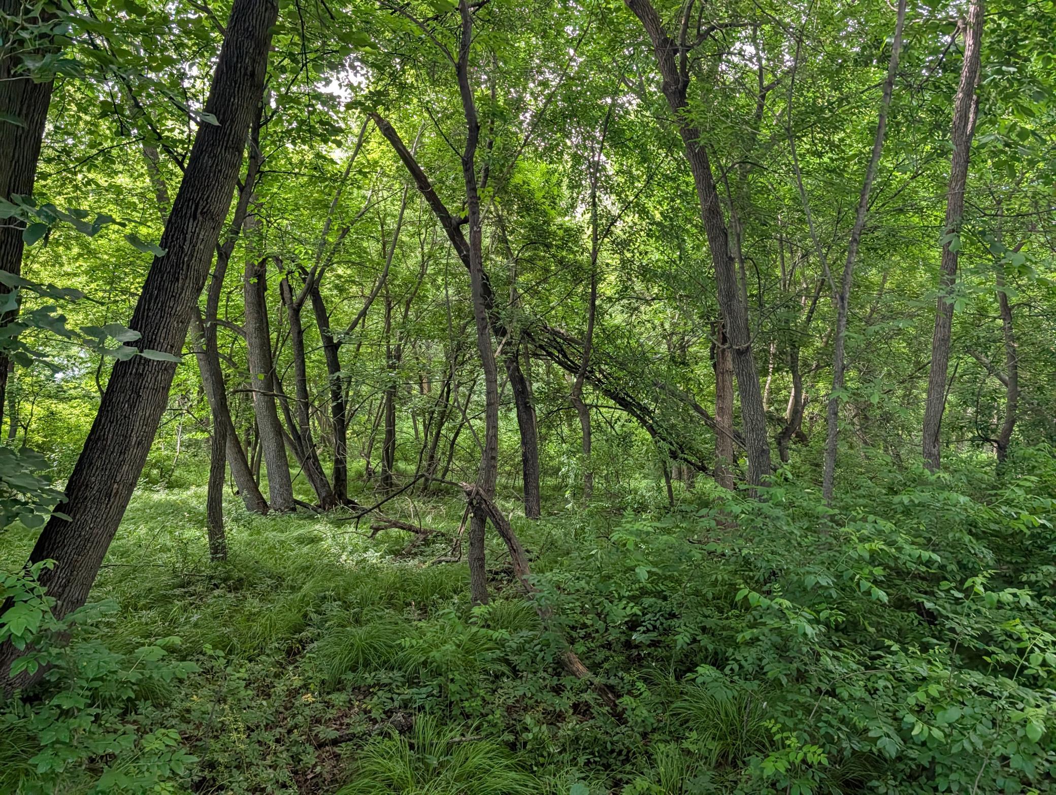 TBD 477th Avenue, New York Mills MN 56567 - Photo 5 of 12