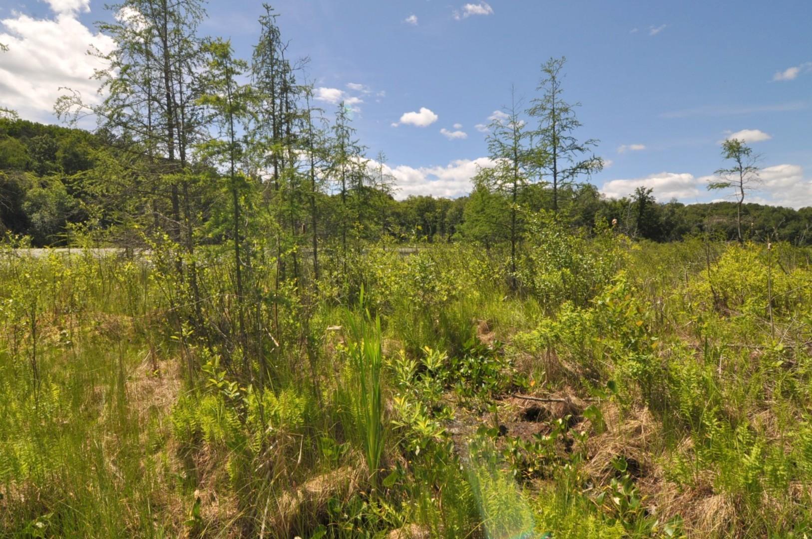 Lot 2 Evening Vista NW Trail, Shingobee Twp MN 56433 - Photo 2 of 17