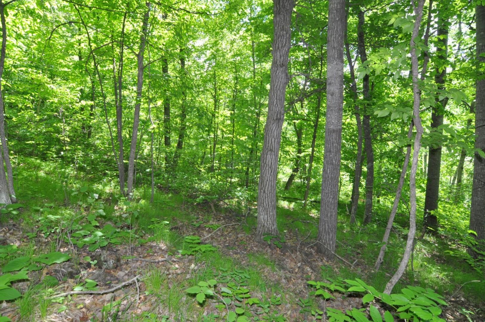 Lot 2 Evening Vista NW Trail, Shingobee Twp MN 56433 - Photo 8 of 17