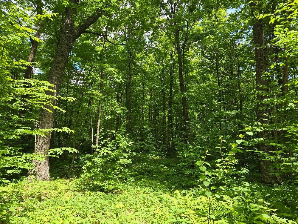TBD FS2564D, Remer MN 56672 - Photo 12 of 13