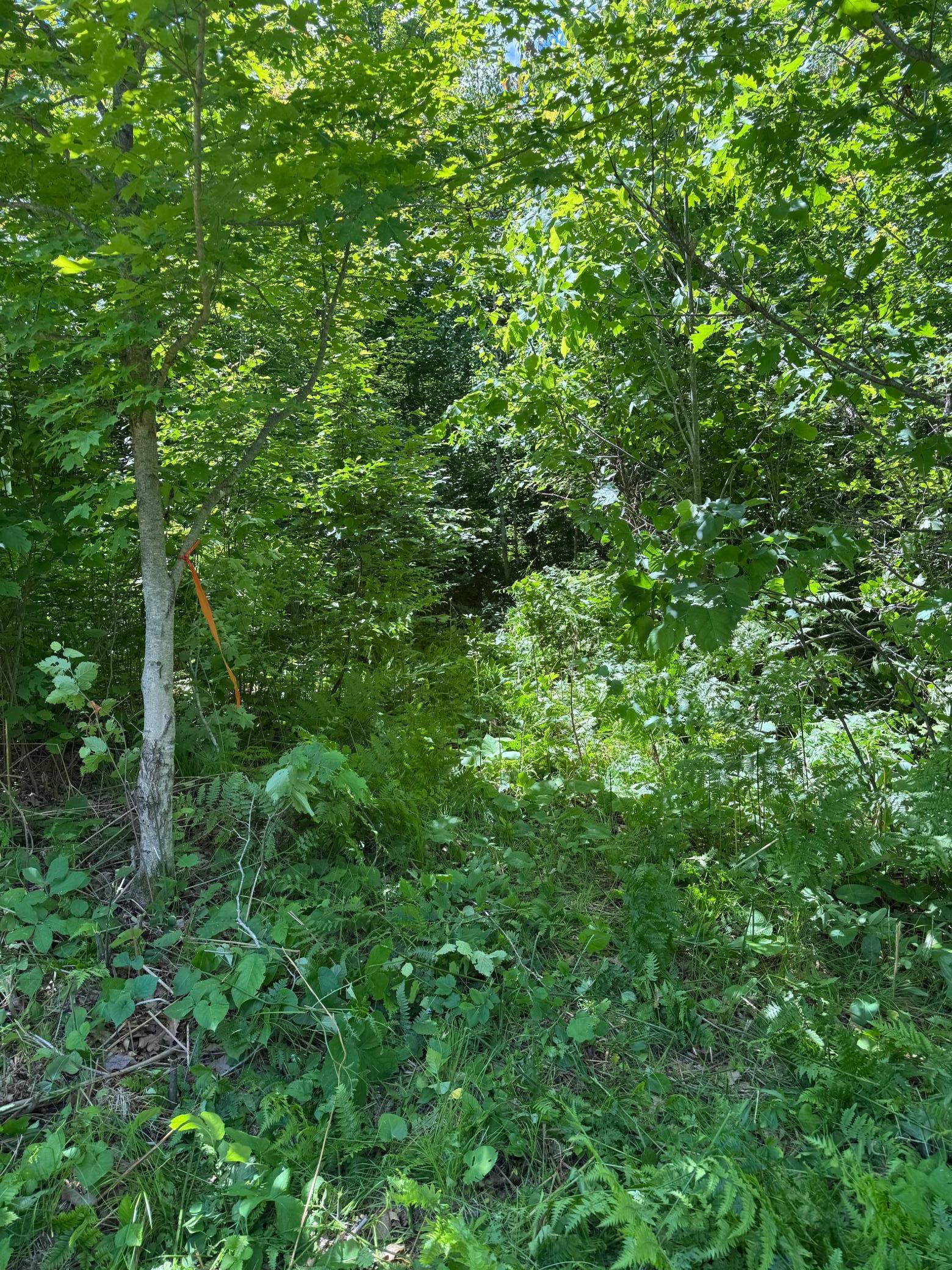 TBD 300th Lane, McGregor MN 55760 - Photo 6 of 25