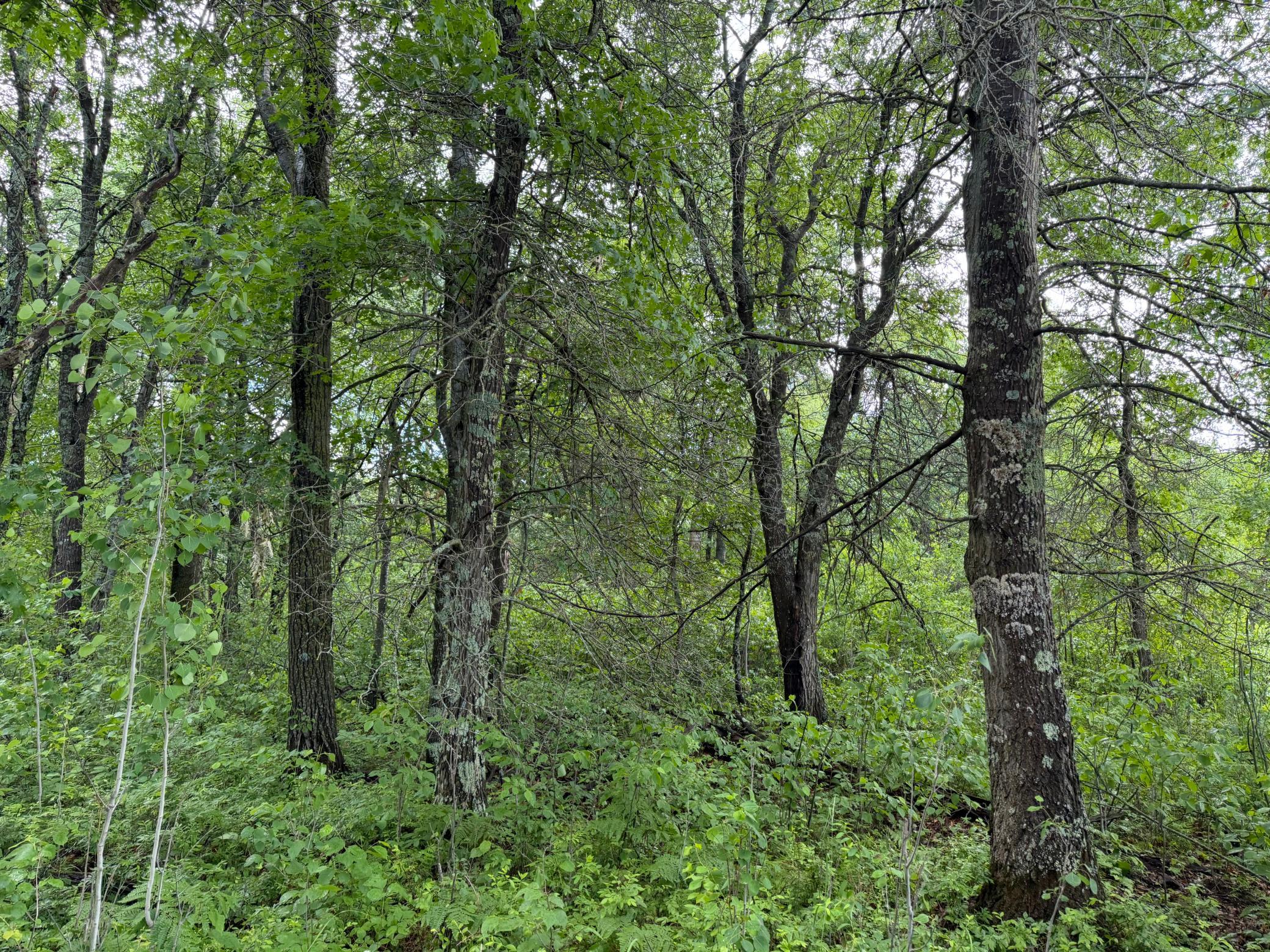 TBD 340th Street, Menahga MN 56464 - Photo 29 of 54
