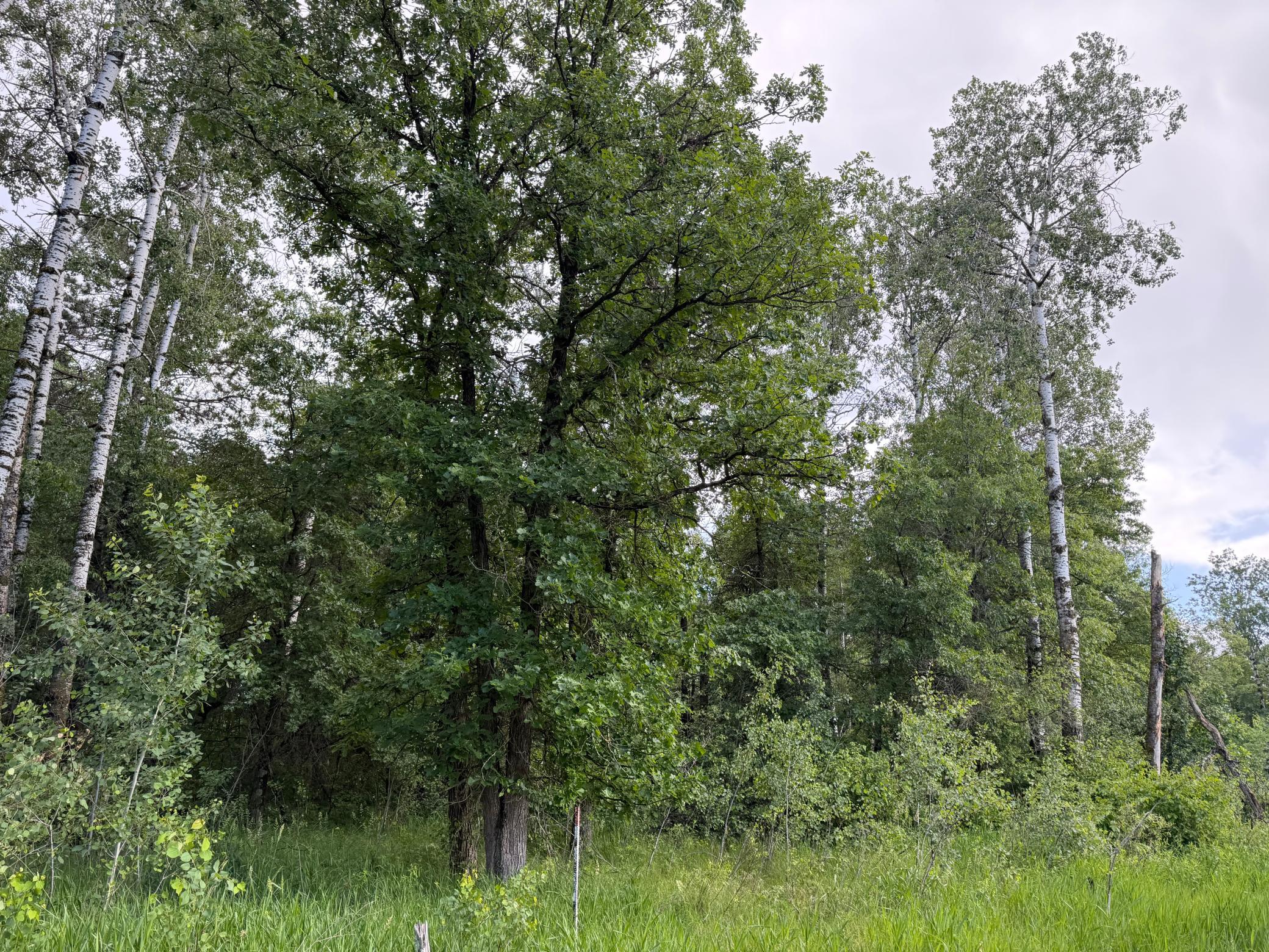 TBD 340th Street, Menahga MN 56464 - Photo 37 of 54