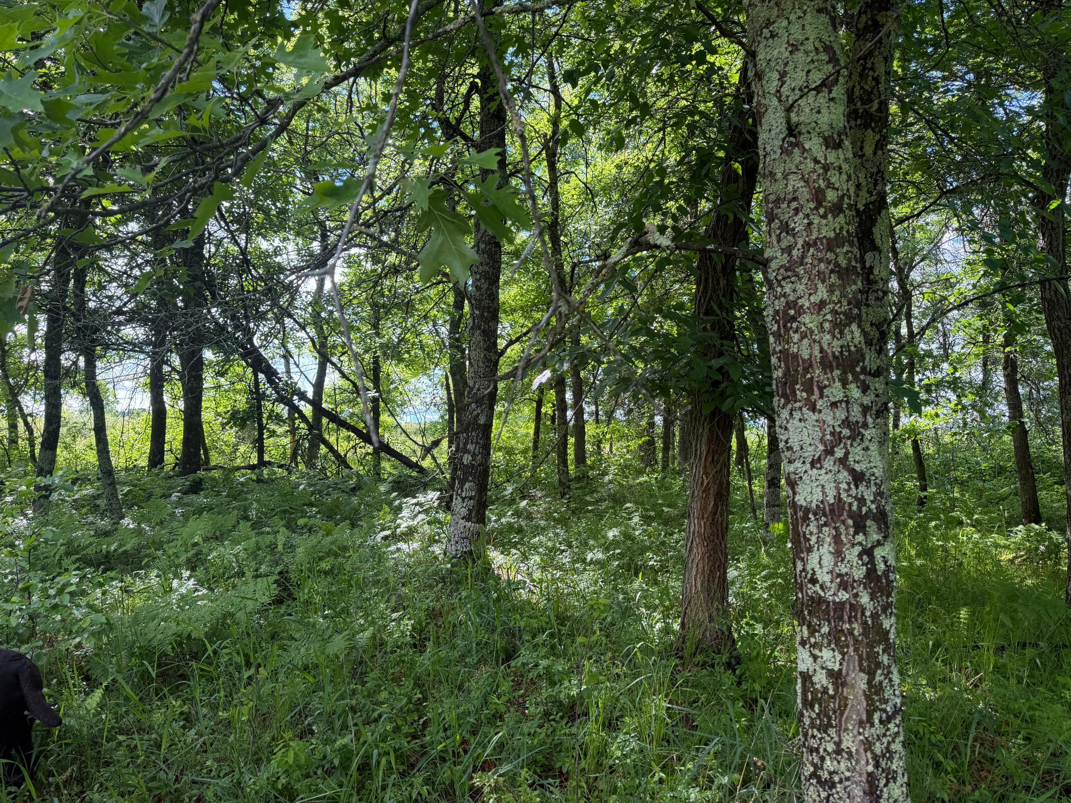 TBD 340th Street, Menahga MN 56464 - Photo 43 of 54