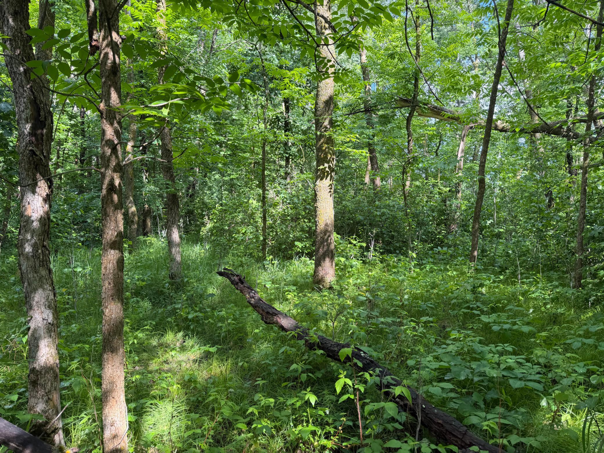 TBD 340th Street, Menahga MN 56464 - Photo 50 of 54