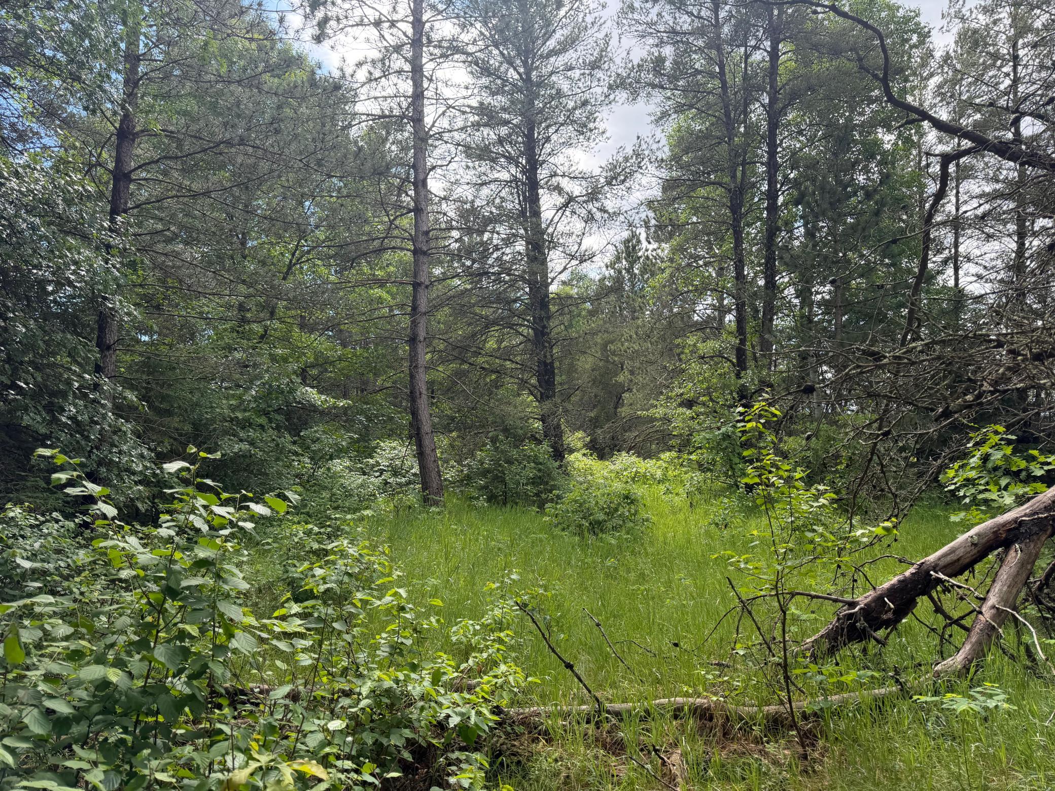 TBD 340th Street, Menahga MN 56464 - Photo 51 of 54
