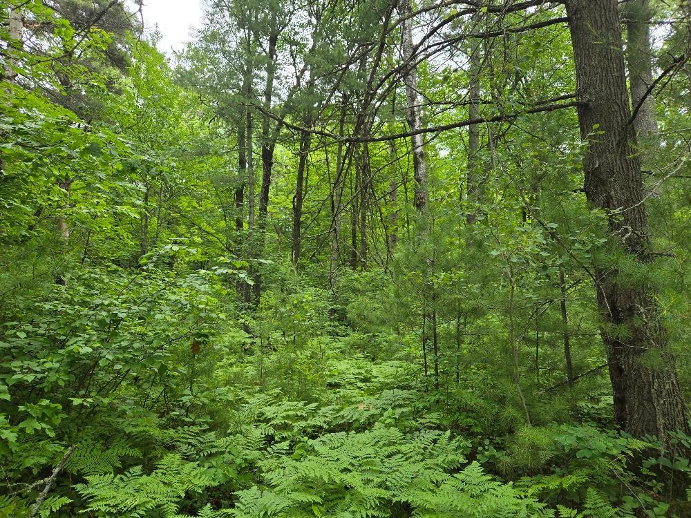 TBD Isle Harbor Drive, Federal Dam MN 56641 - Photo 2 of 14