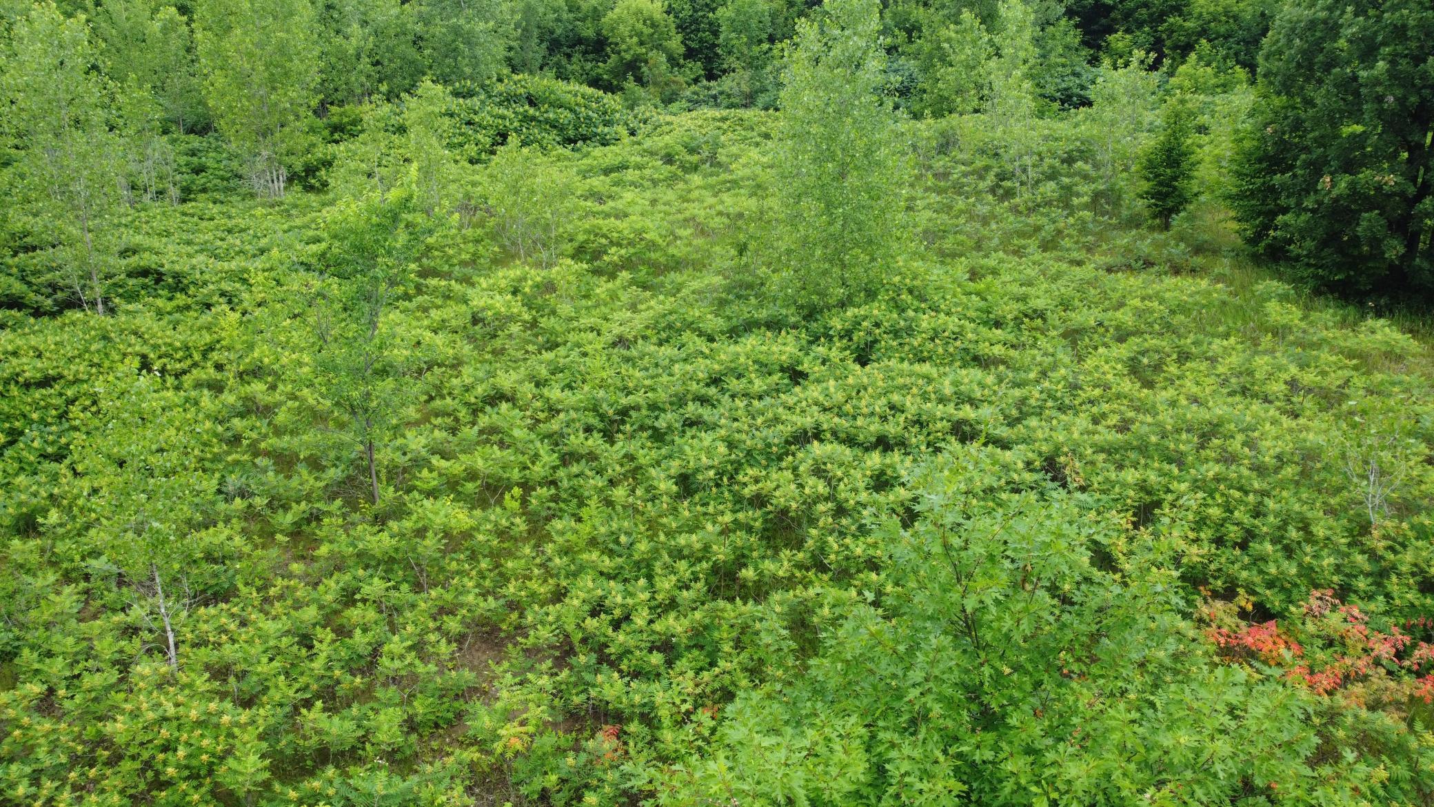 TBD Long Lake, Ottertail MN 56571 - Photo 12 of 15