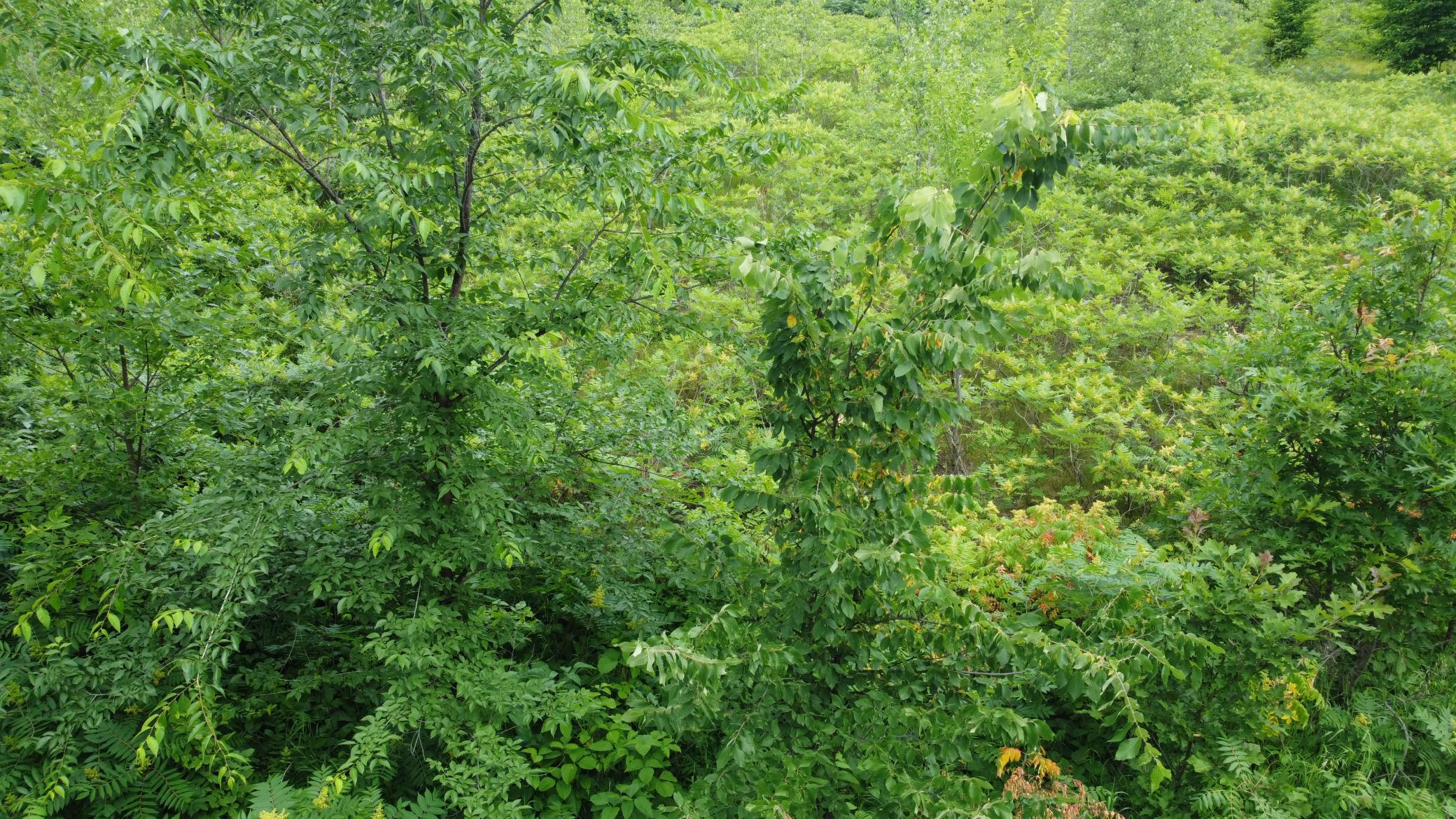 TBD Long Lake, Ottertail MN 56571 - Photo 13 of 15