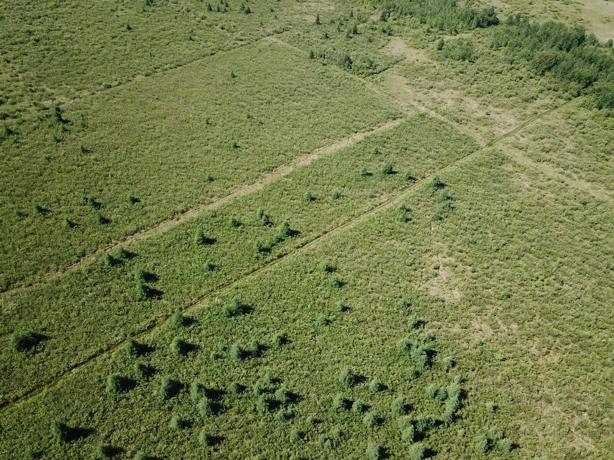 land for sale at TBD 440th Avenue in Wannaska, MN (photo 12 of 80)