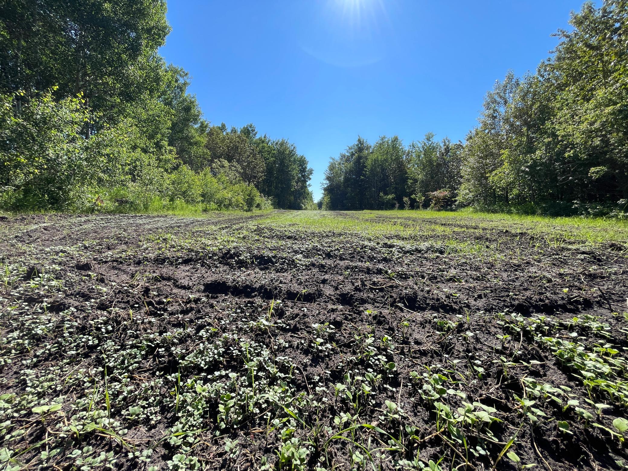 land for sale at TBD 440th Avenue in Wannaska, MN (photo 34 of 80)