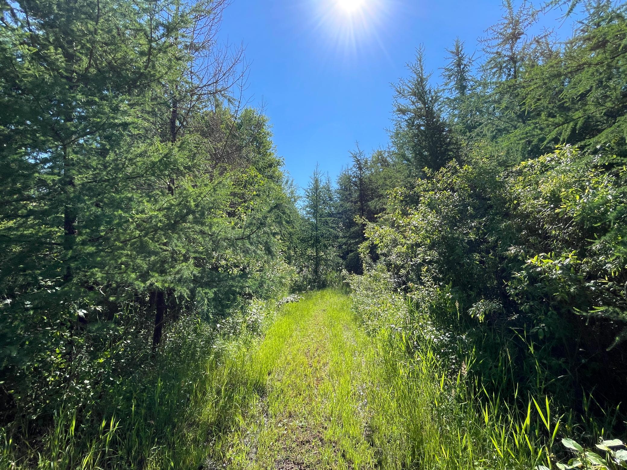 land for sale at TBD 440th Avenue in Wannaska, MN (photo 42 of 80)
