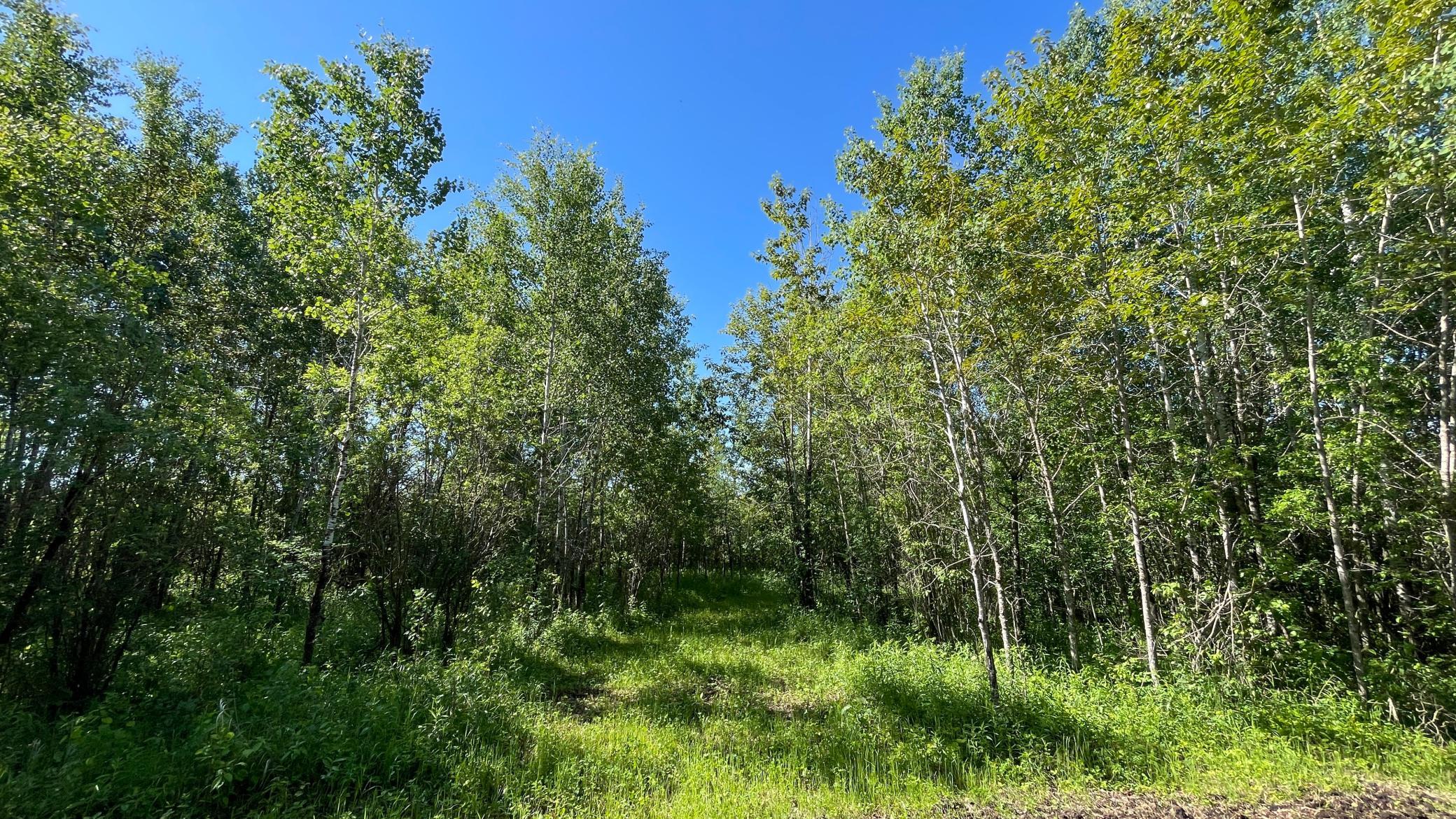 land for sale at TBD 440th Avenue in Wannaska, MN (photo 49 of 80)