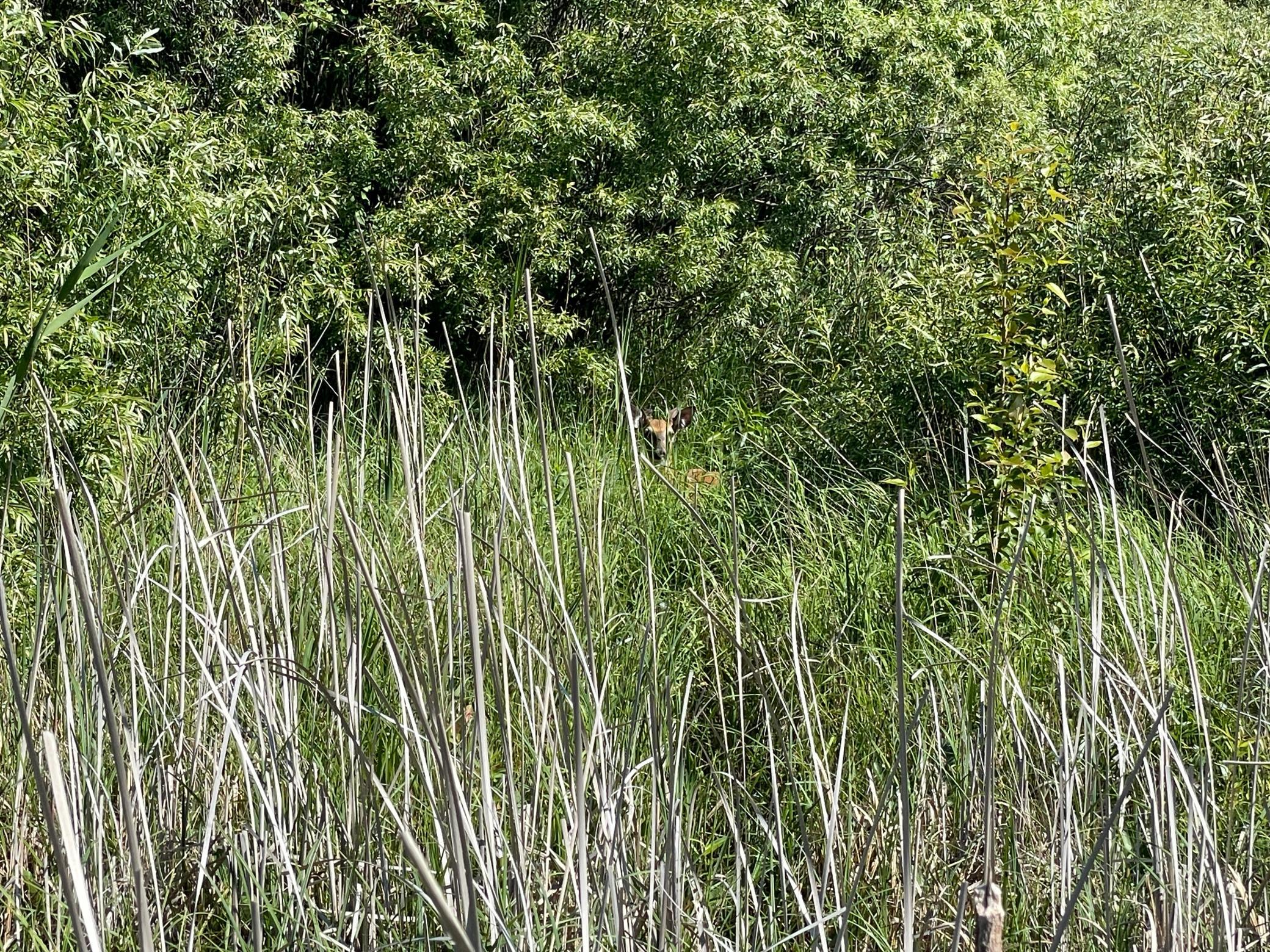 land for sale at TBD 440th Avenue in Wannaska, MN (photo 54 of 80)