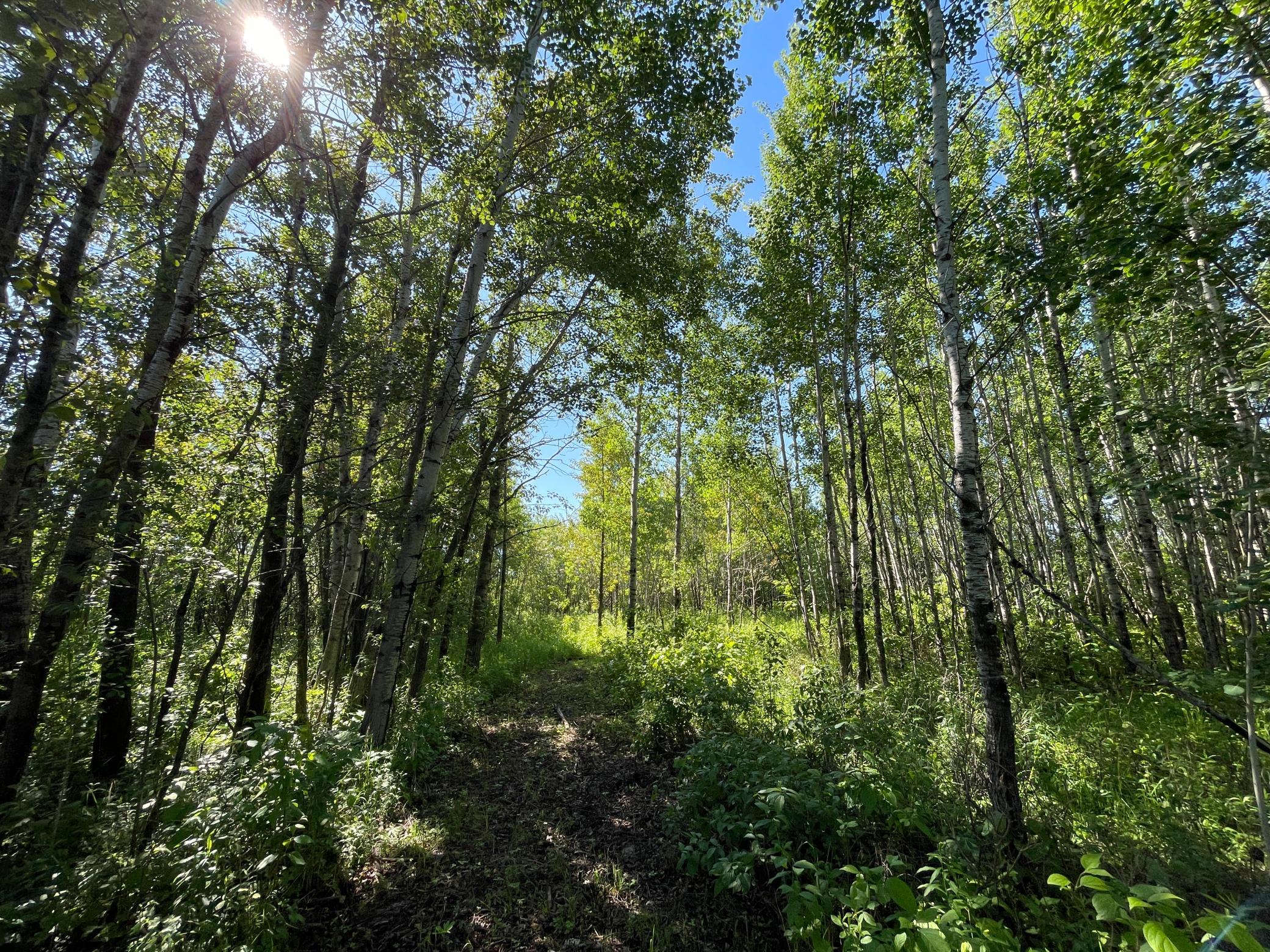 land for sale at TBD 440th Avenue in Wannaska, MN (photo 56 of 80)