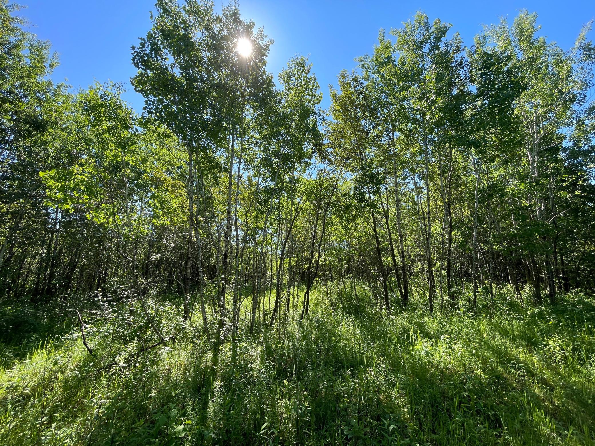 land for sale at TBD 440th Avenue in Wannaska, MN (photo 57 of 80)