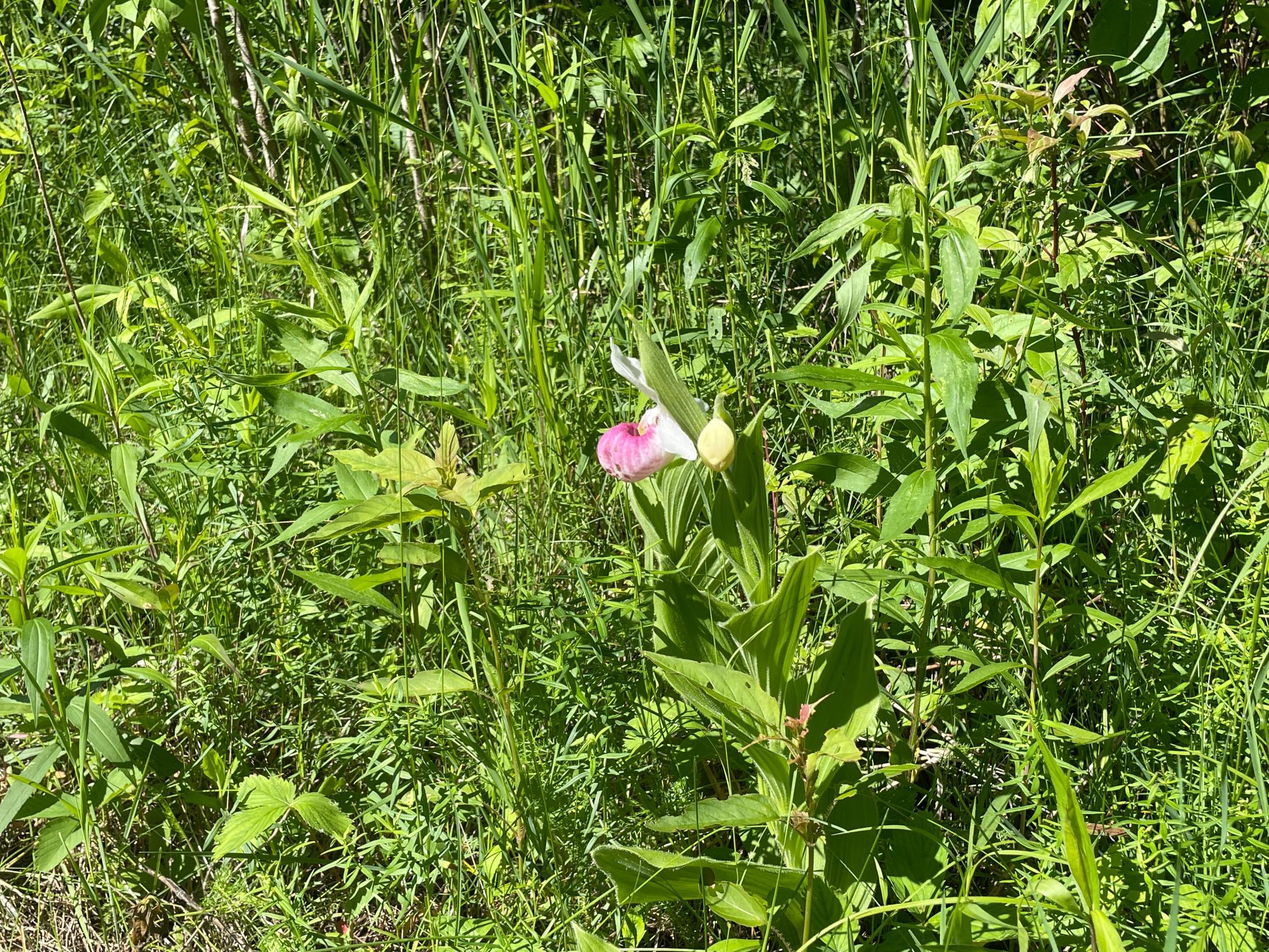 land for sale at TBD 440th Avenue in Wannaska, MN (photo 65 of 80)