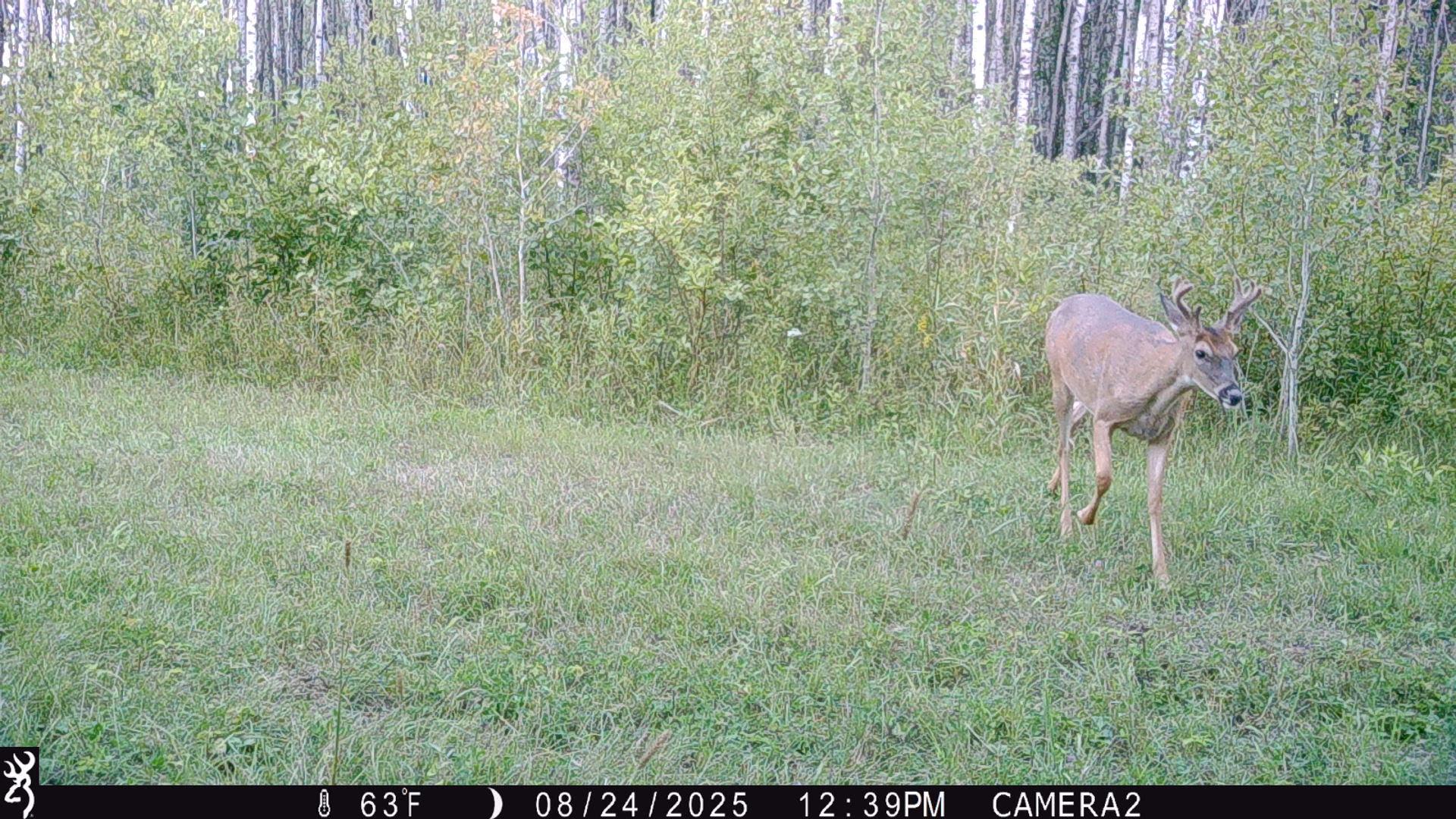 land for sale at TBD 440th Avenue in Wannaska, MN (photo 71 of 80)