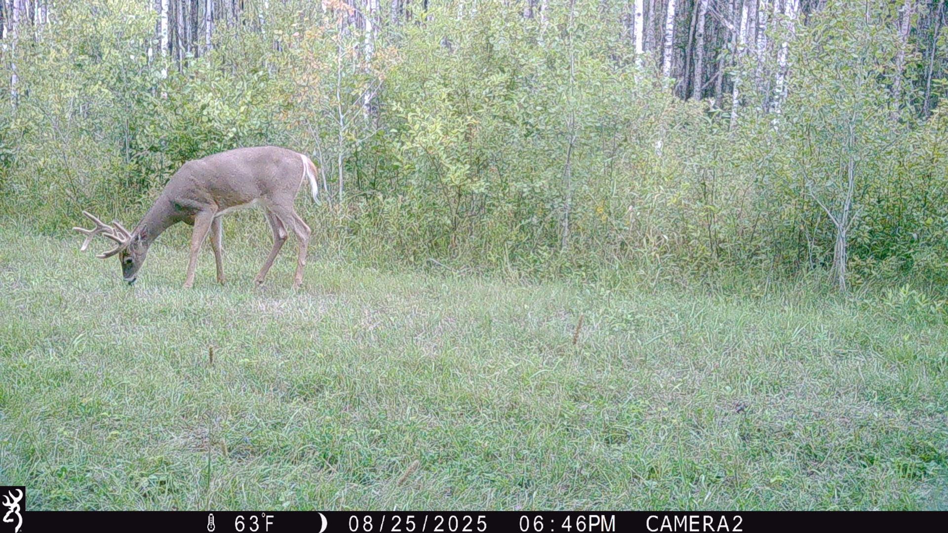 land for sale at TBD 440th Avenue in Wannaska, MN (photo 73 of 80)