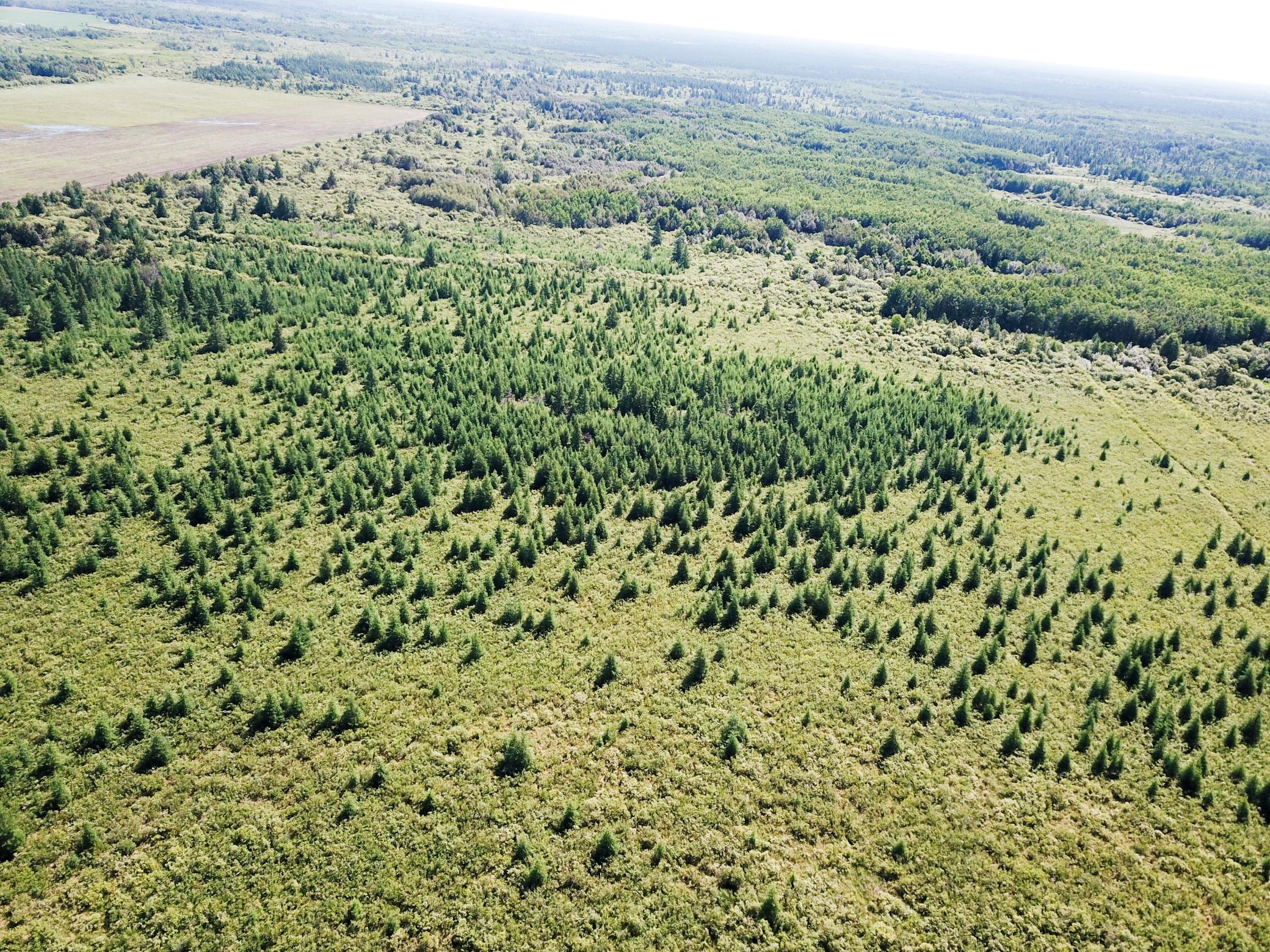 land for sale at TBD 440th Avenue in Wannaska, MN (photo 10 of 80)