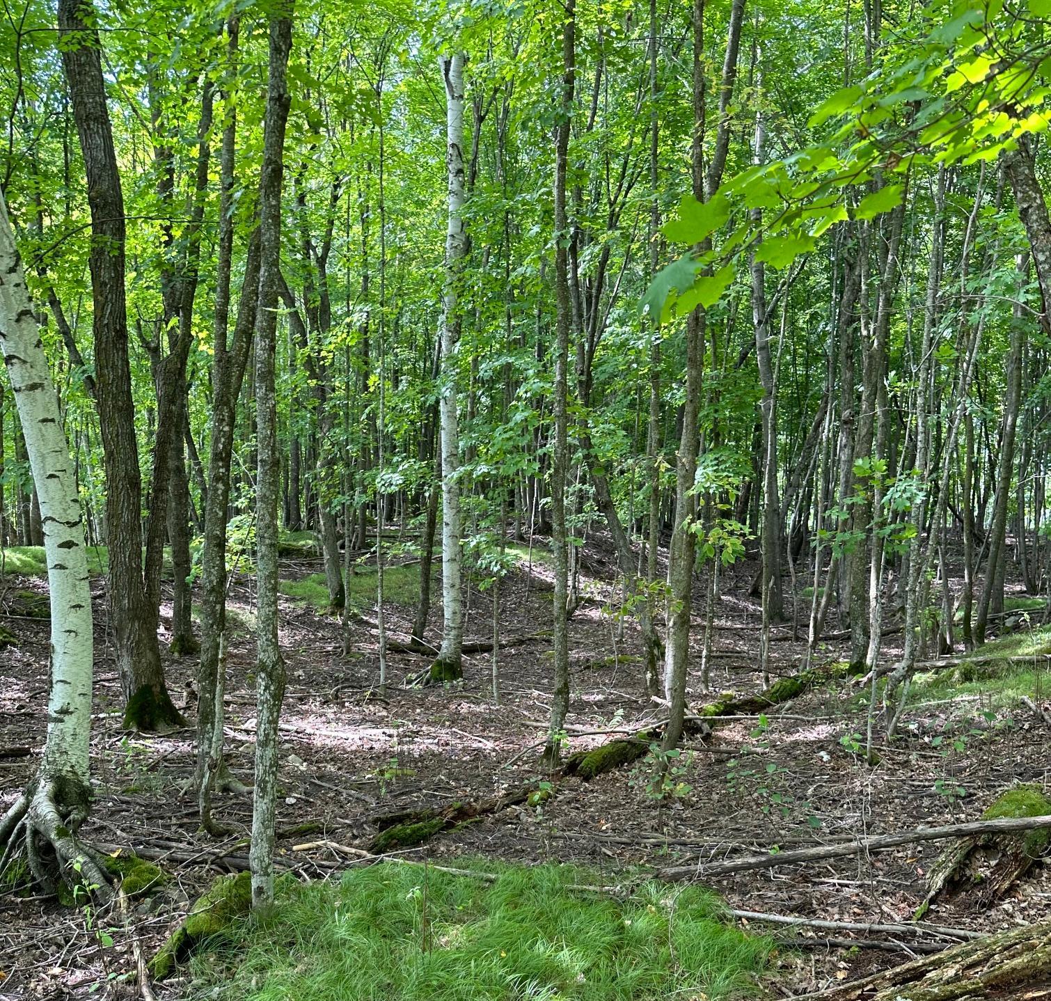 TBD_3 Clearwater Point Road, Brainerd MN 56401 - Photo 7 of 21