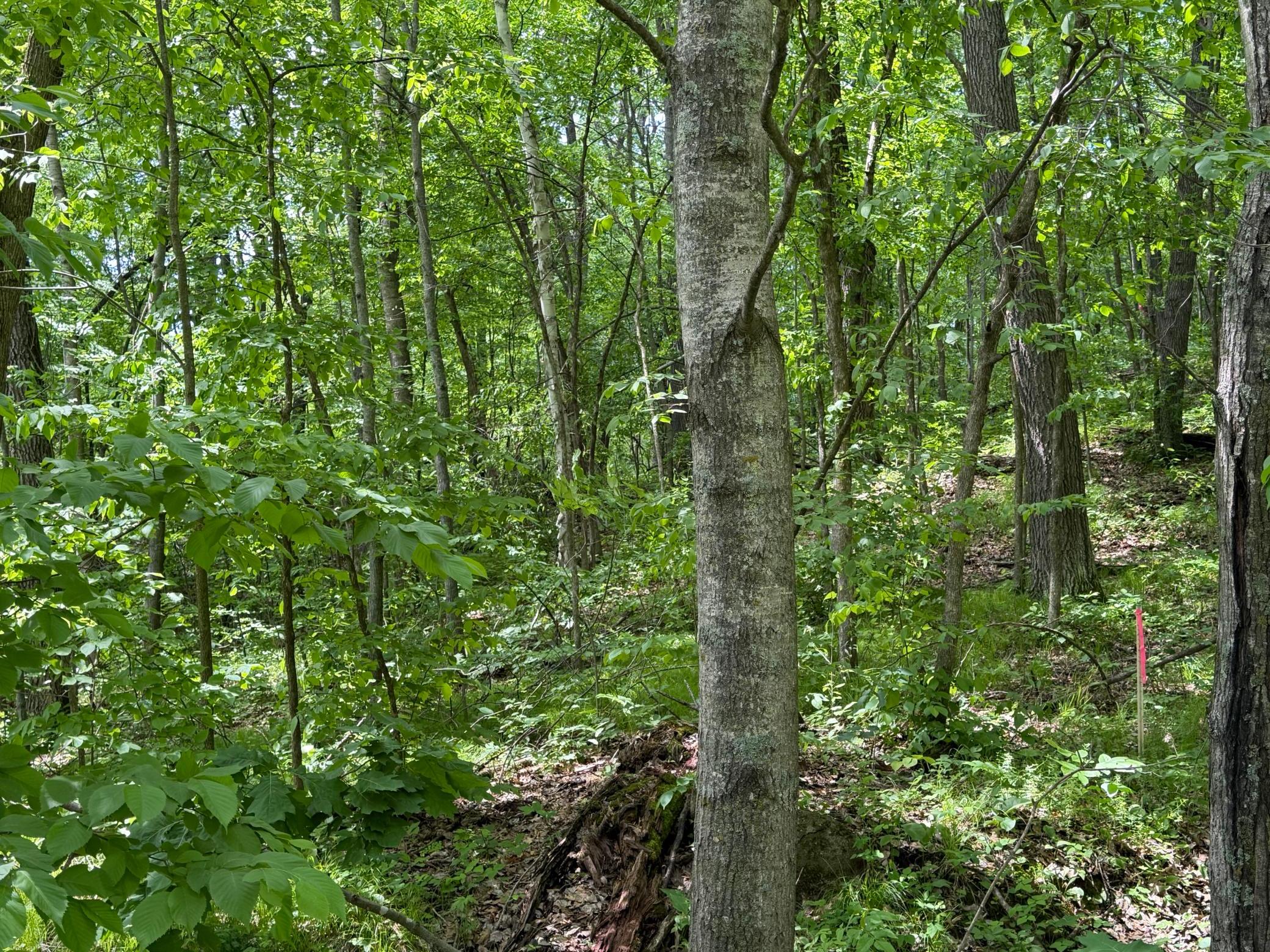 land for sale at TBD Hickory Lane in Garrison, MN (photo 9 of 10)