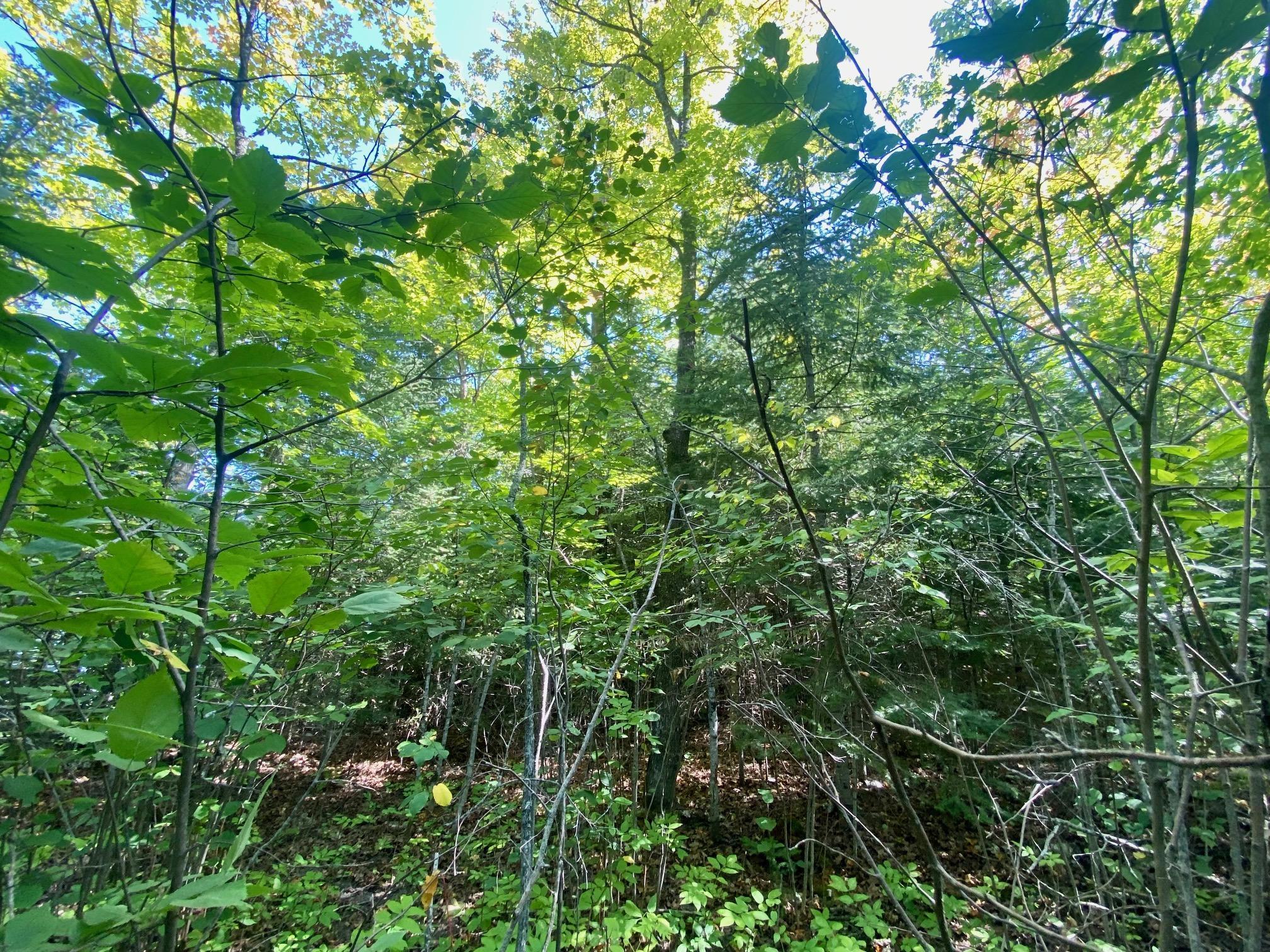 Lot 2 S Gull Lake Rd SW, Tenstrike MN 56647 - Photo 4 of 5