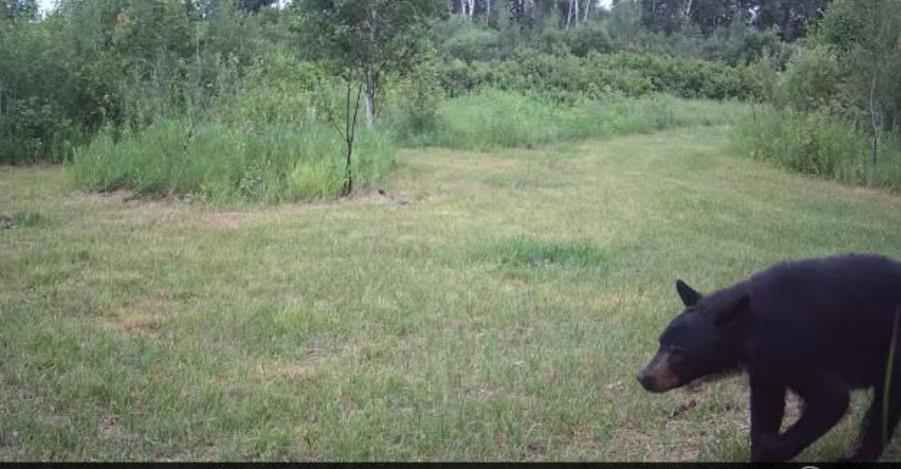 land for sale at 25820 County Road 26 in Sebeka, MN (photo 102 of 105)