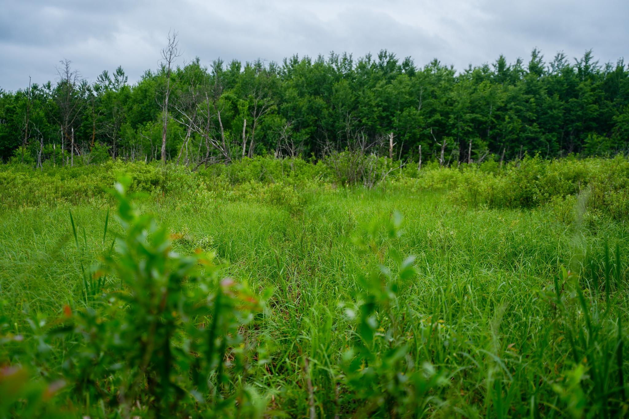 land for sale at 25820 County Road 26 in Sebeka, MN (photo 27 of 105)