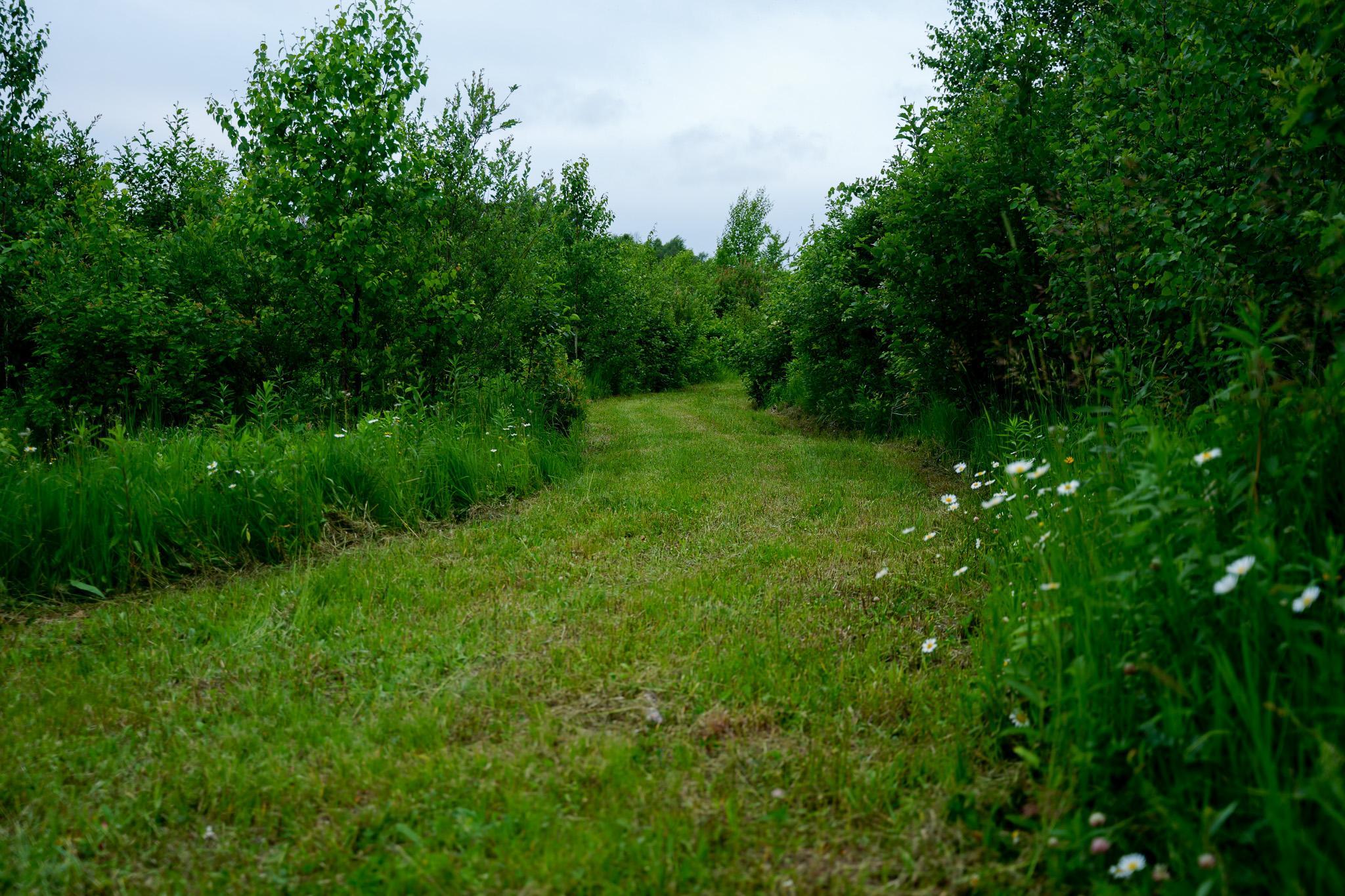 land for sale at 25820 County Road 26 in Sebeka, MN (photo 47 of 105)