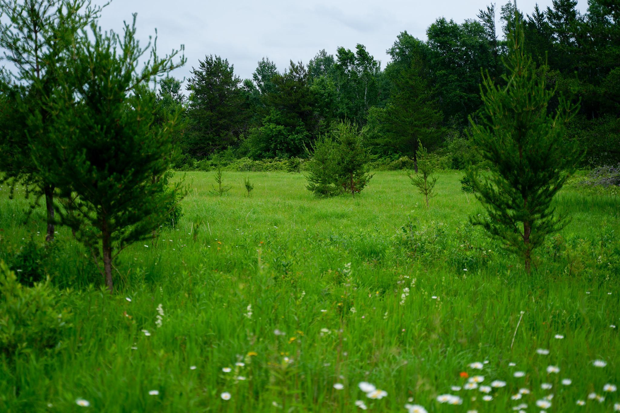land for sale at 25820 County Road 26 in Sebeka, MN (photo 49 of 105)