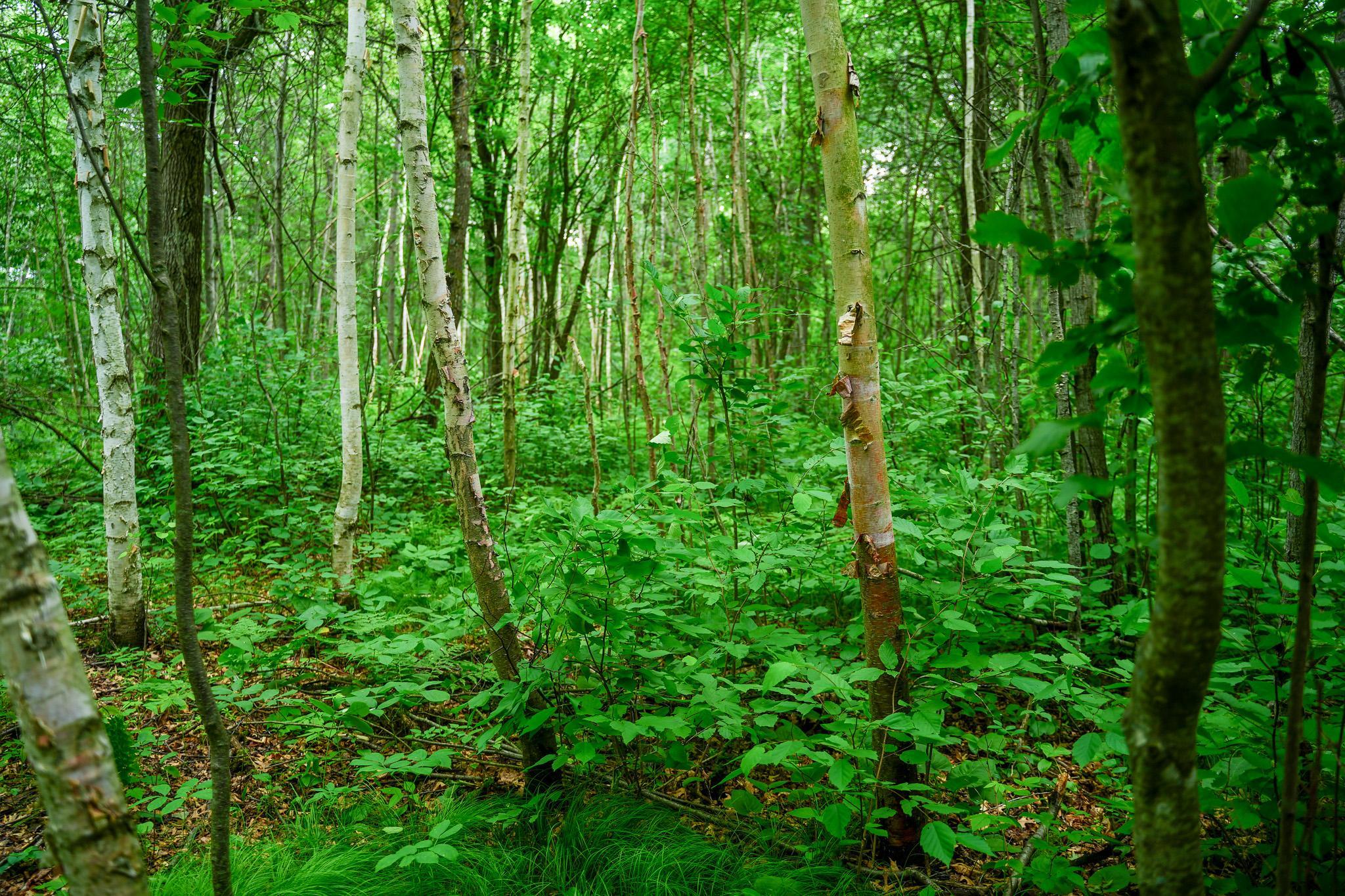 land for sale at 25820 County Road 26 in Sebeka, MN (photo 50 of 105)